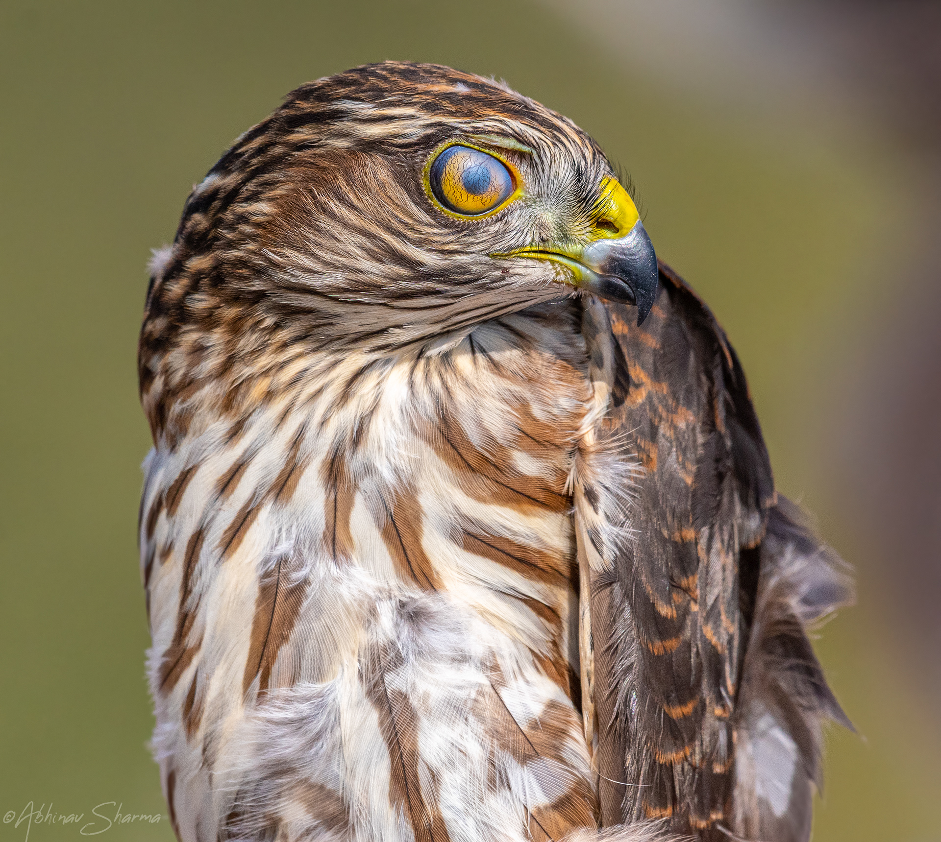 Sharp Shinned Hawk with Nictitating membrane, Minnesota 