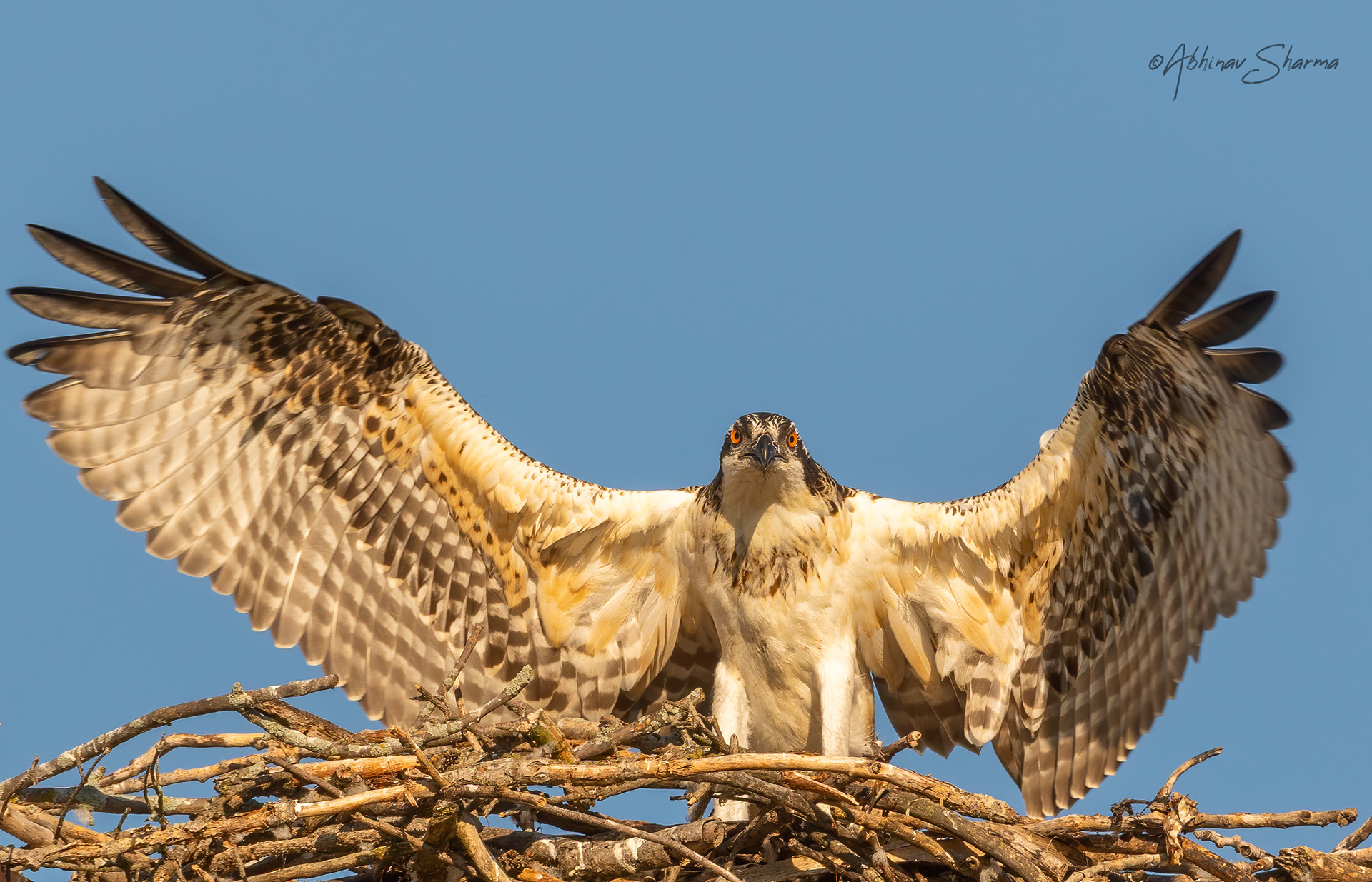 An Osprey chick getting ready for the first flight of its life, MN