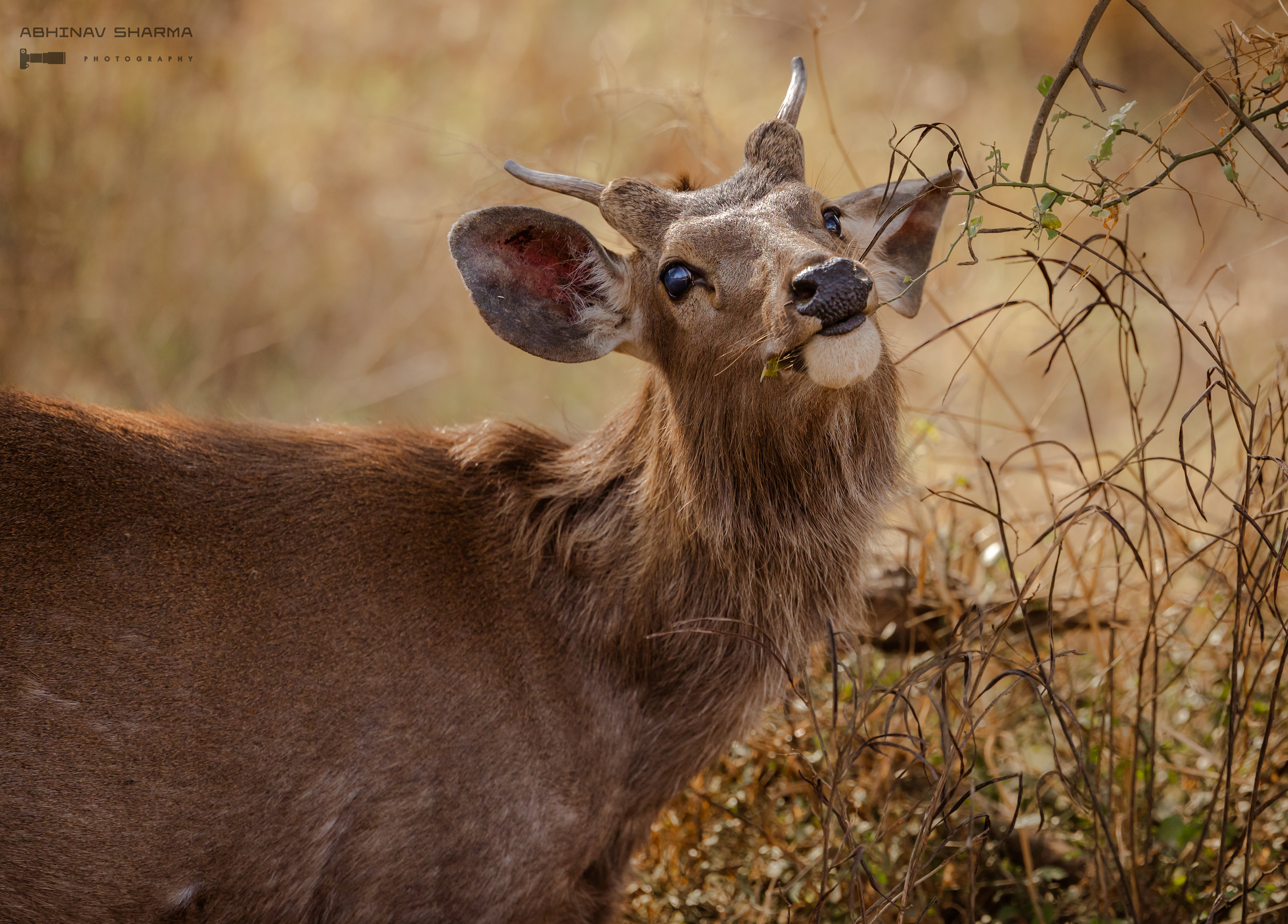 Young Sambhar deer striking a pose at Sariska
