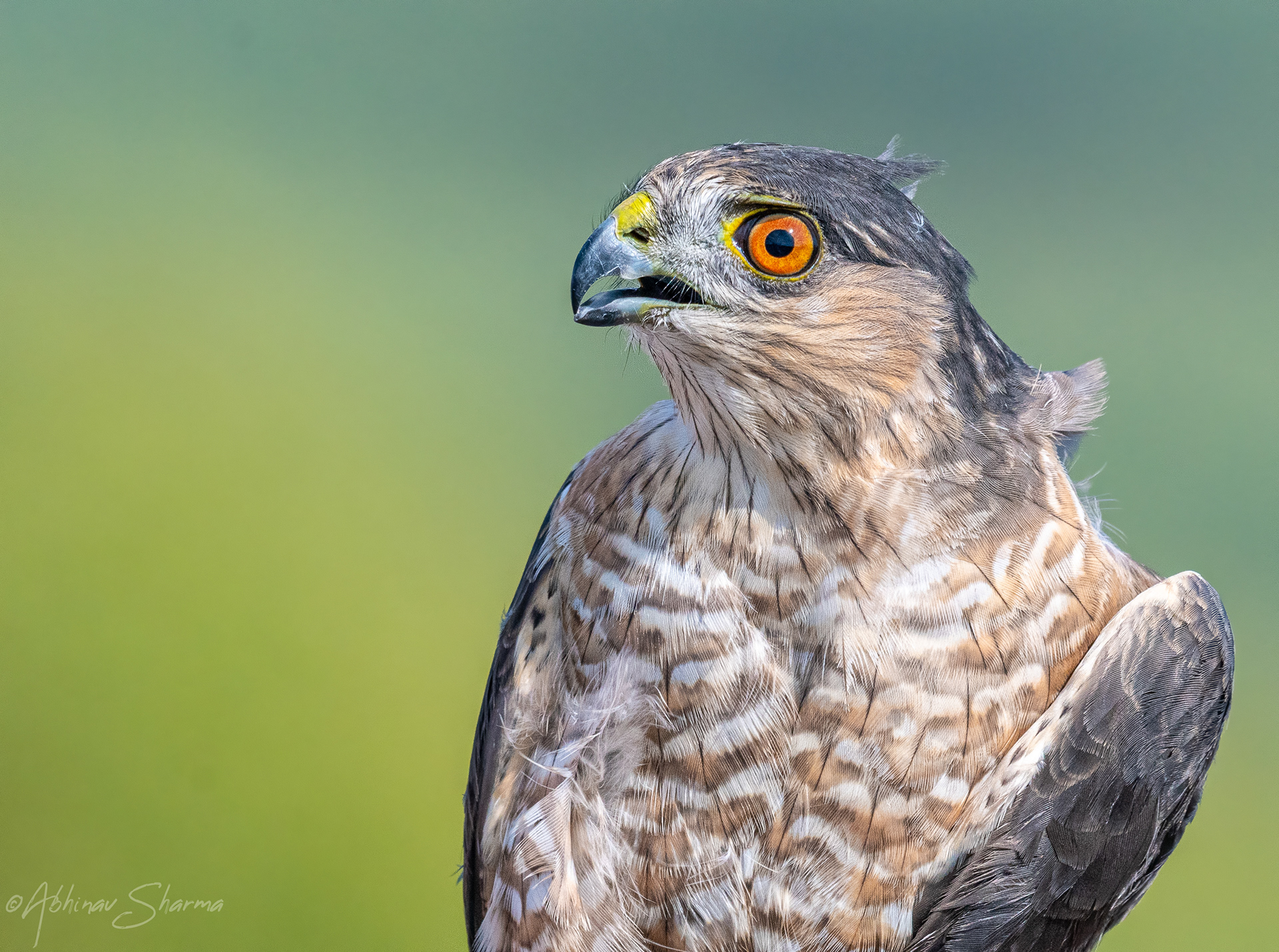 Sharp Shinned Hawk, Minnesota