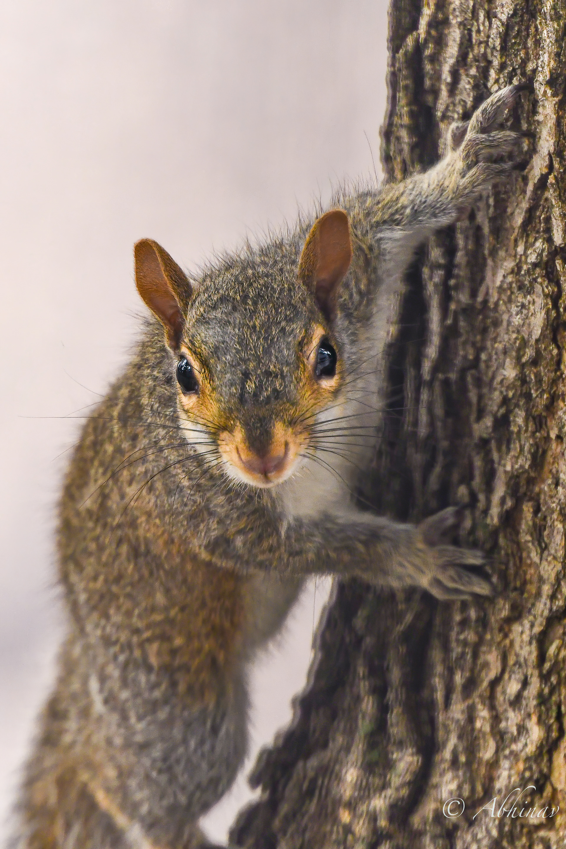 Cottontail Squirrel, Minnesota (USA)