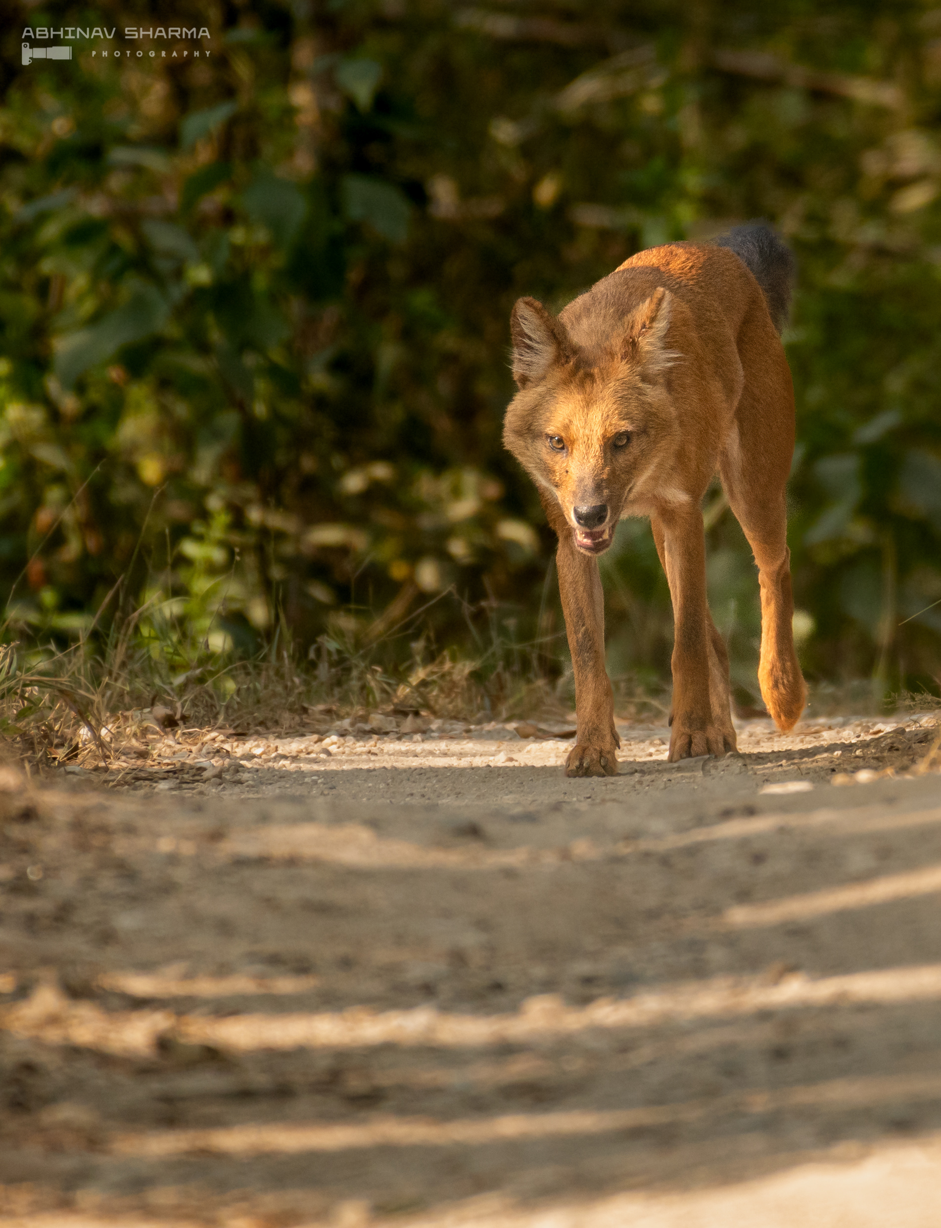 Dhole, trotting on the path at Kanha