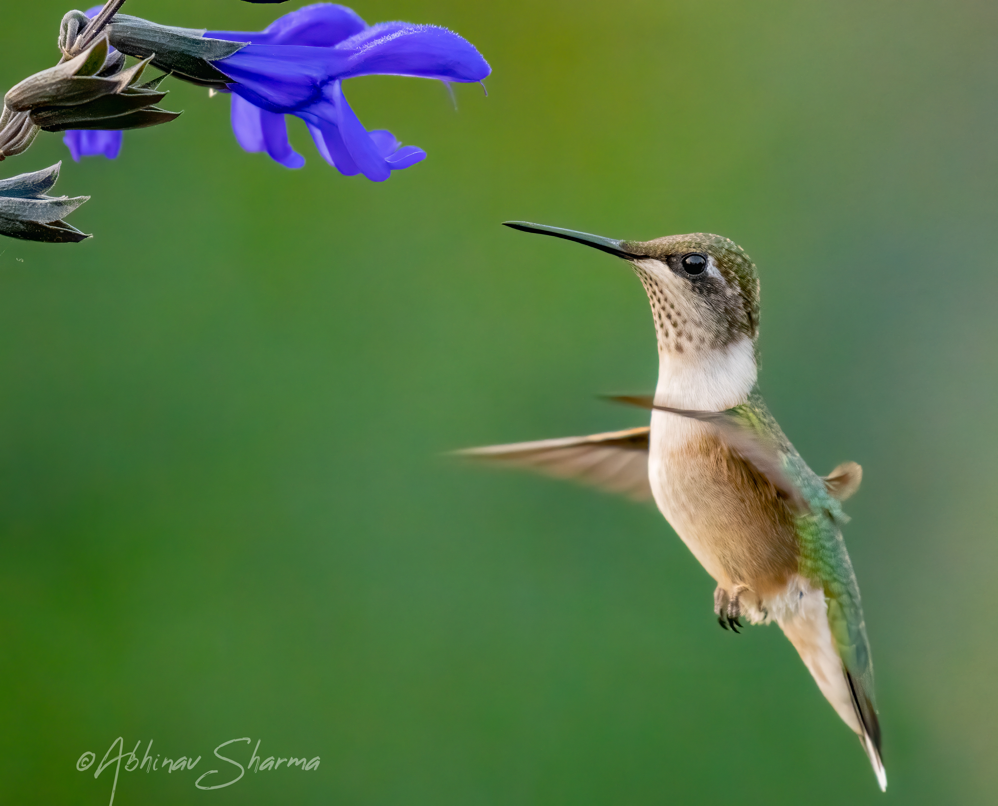 Ruby Throated Hummingbird, Minnesota