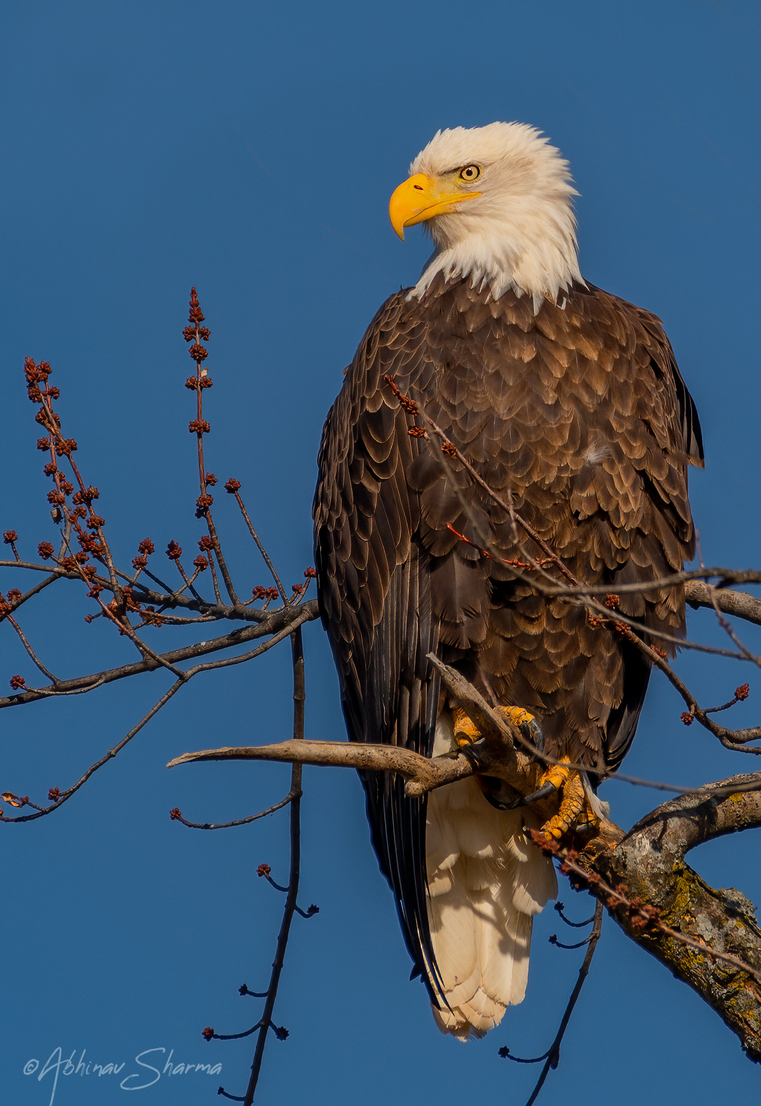The Bald Eagle in all it's might