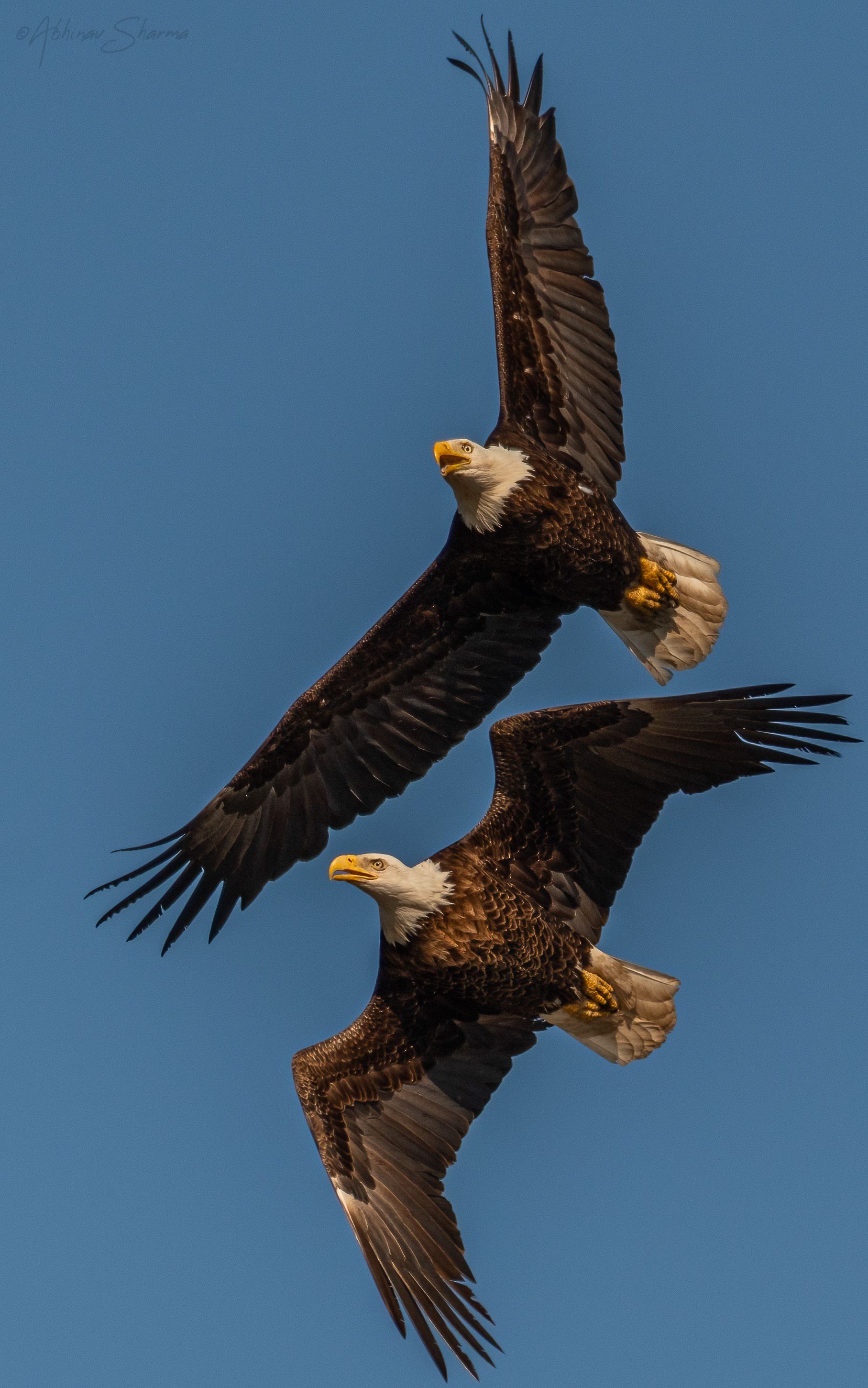 Bald Eagles Chasing, Minnesota