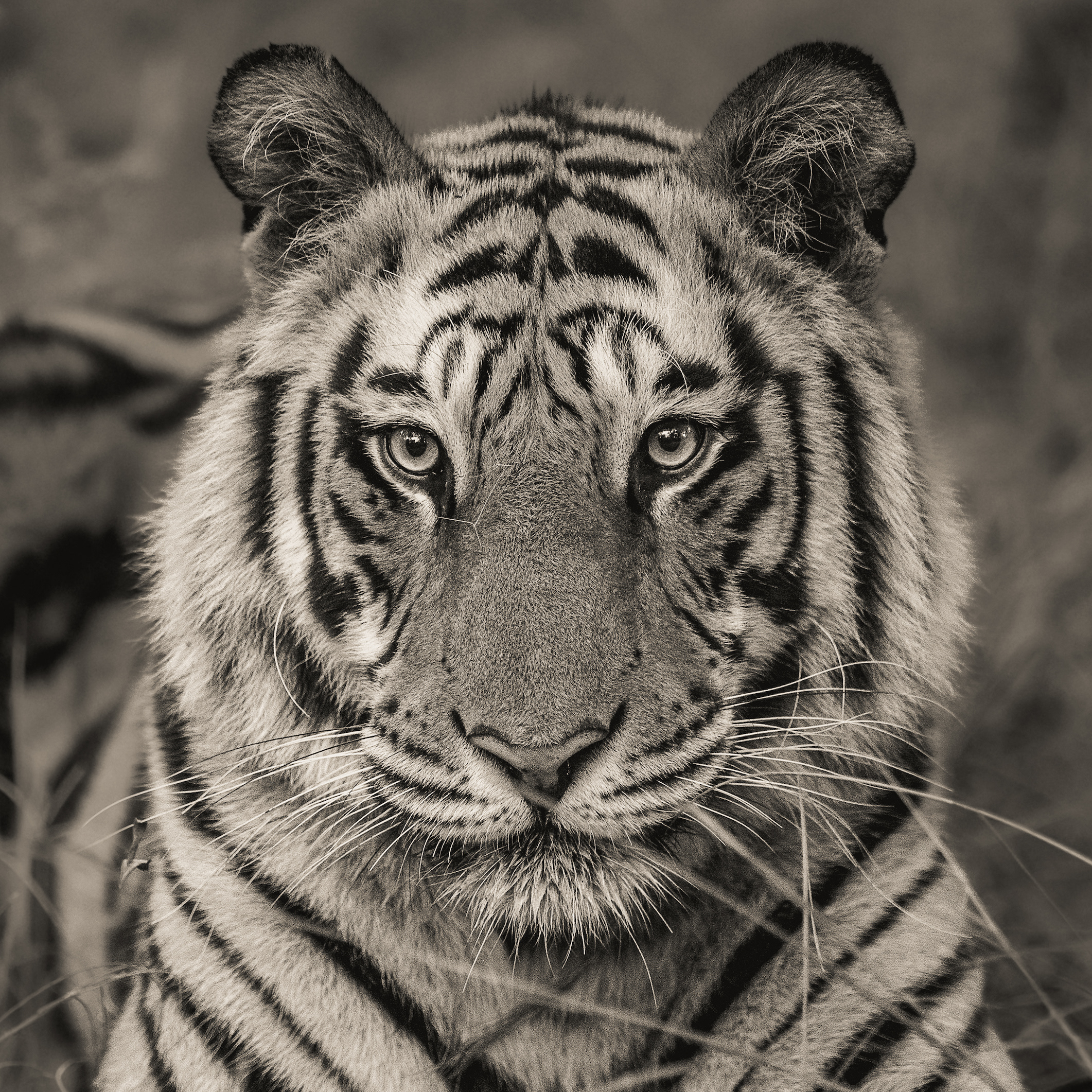 Tiger-moody Photograph by Abhinav Sharma - Fine Art America