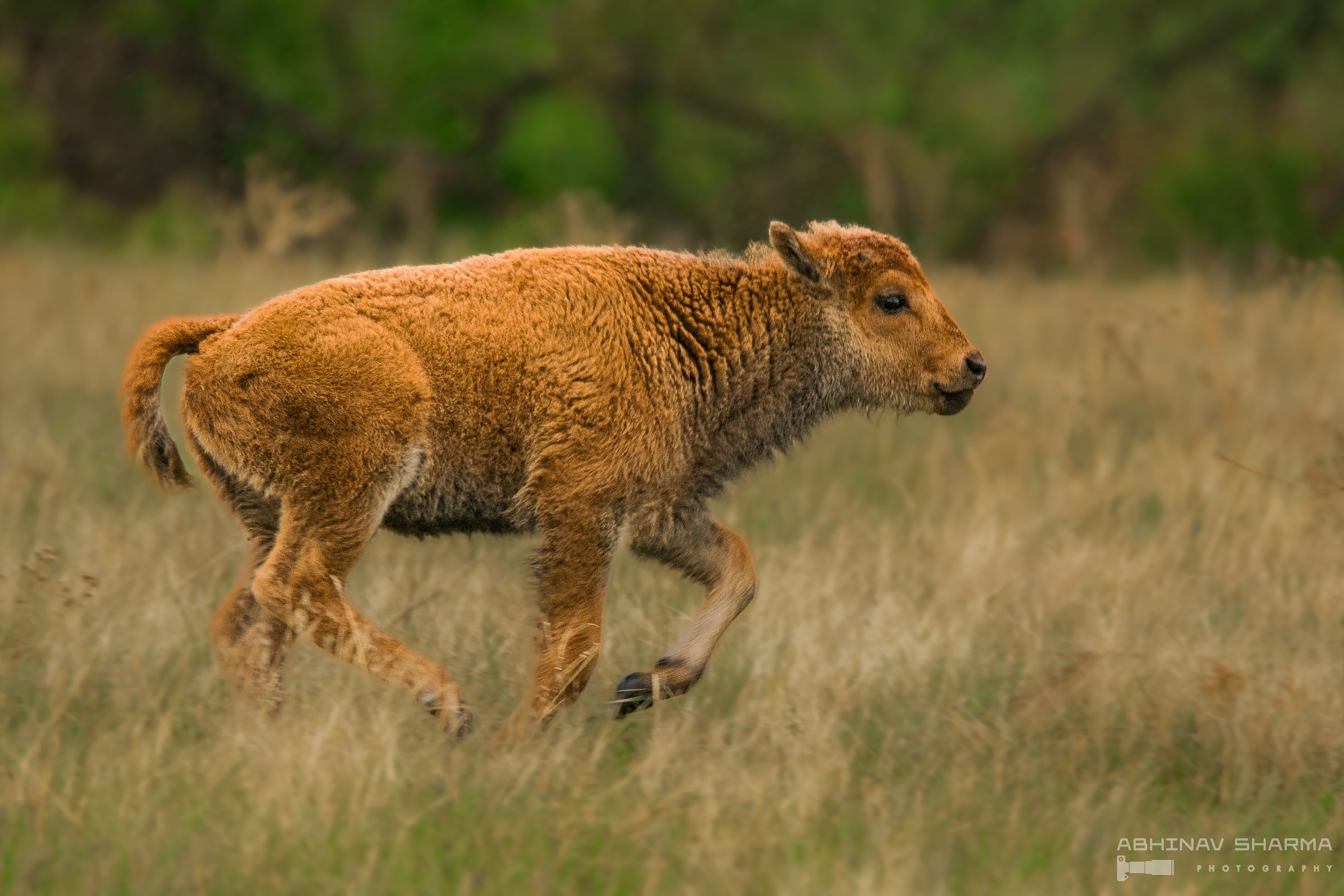 Bison Calf, Custer, SD (USA)