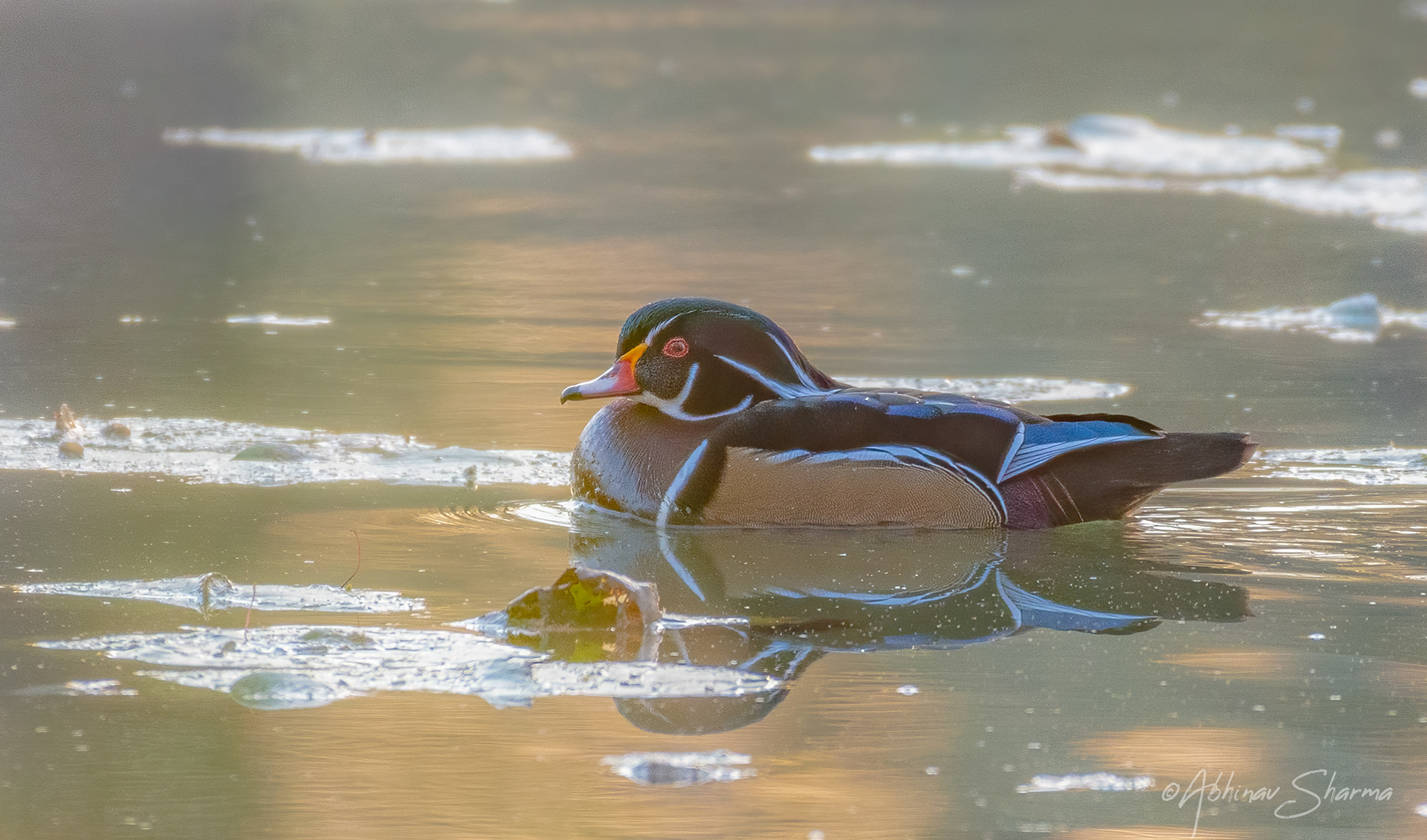 Wood Duck in morning light, Minnesota