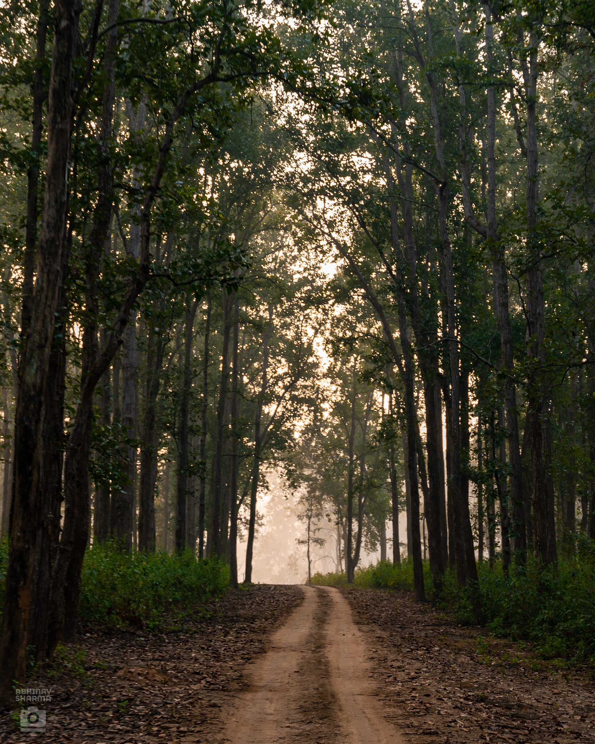 Magical Kanha, India