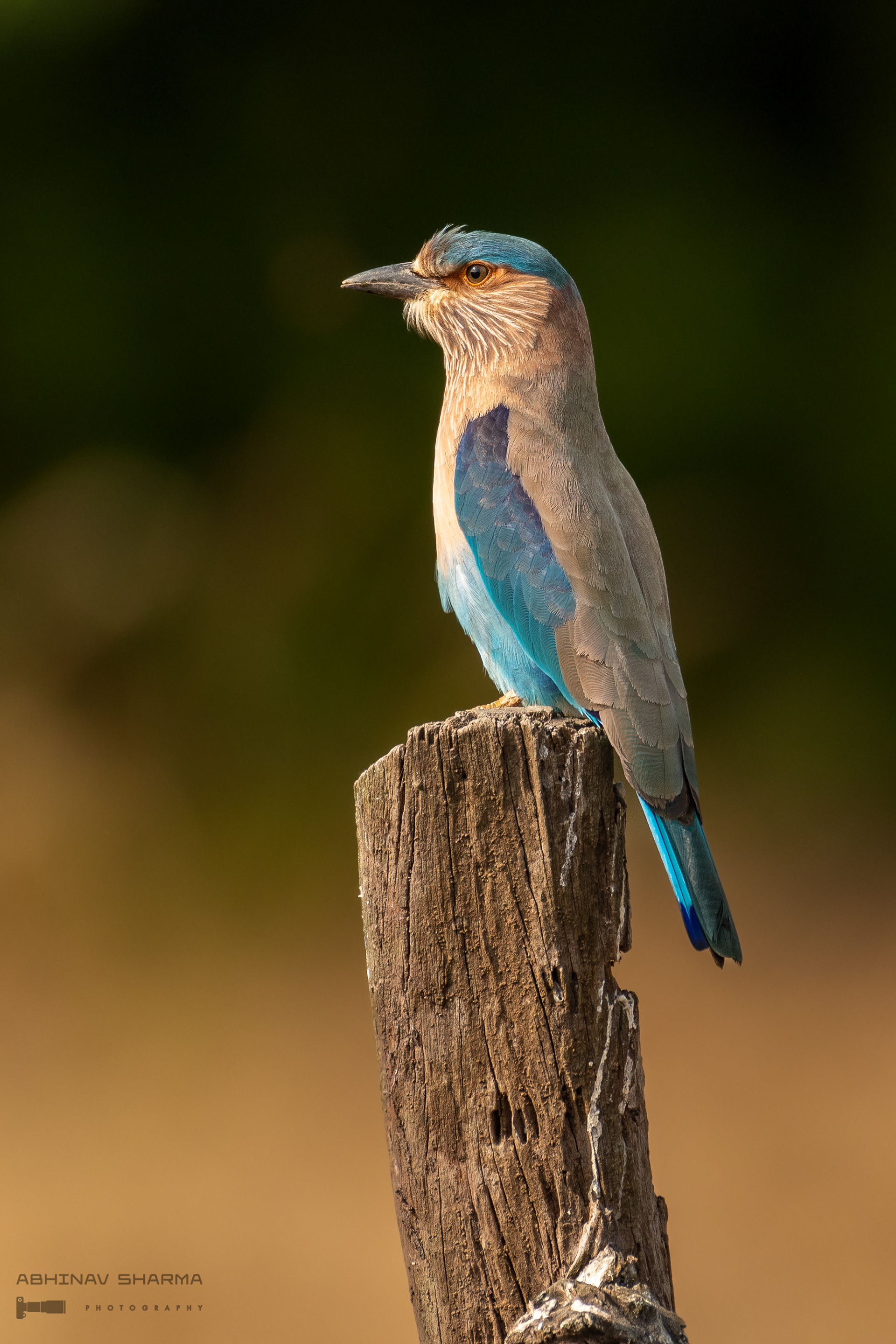 Indian Roller, Kanha NP,  India