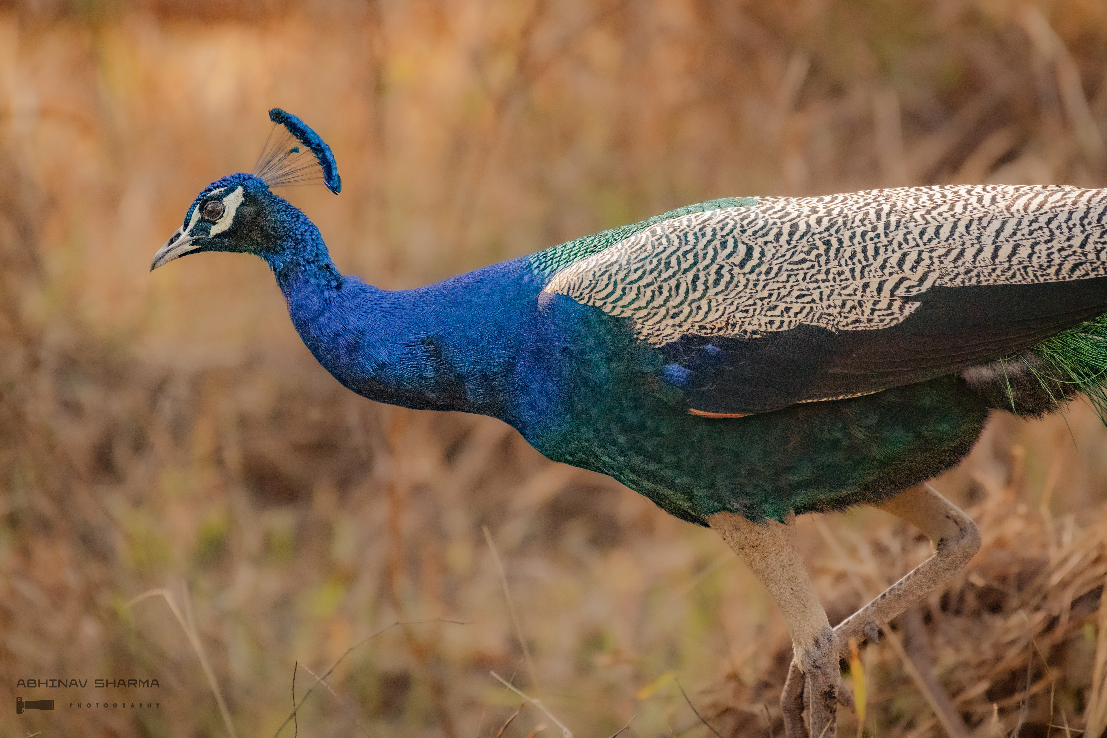 Peacock close up at Sariska NP, India