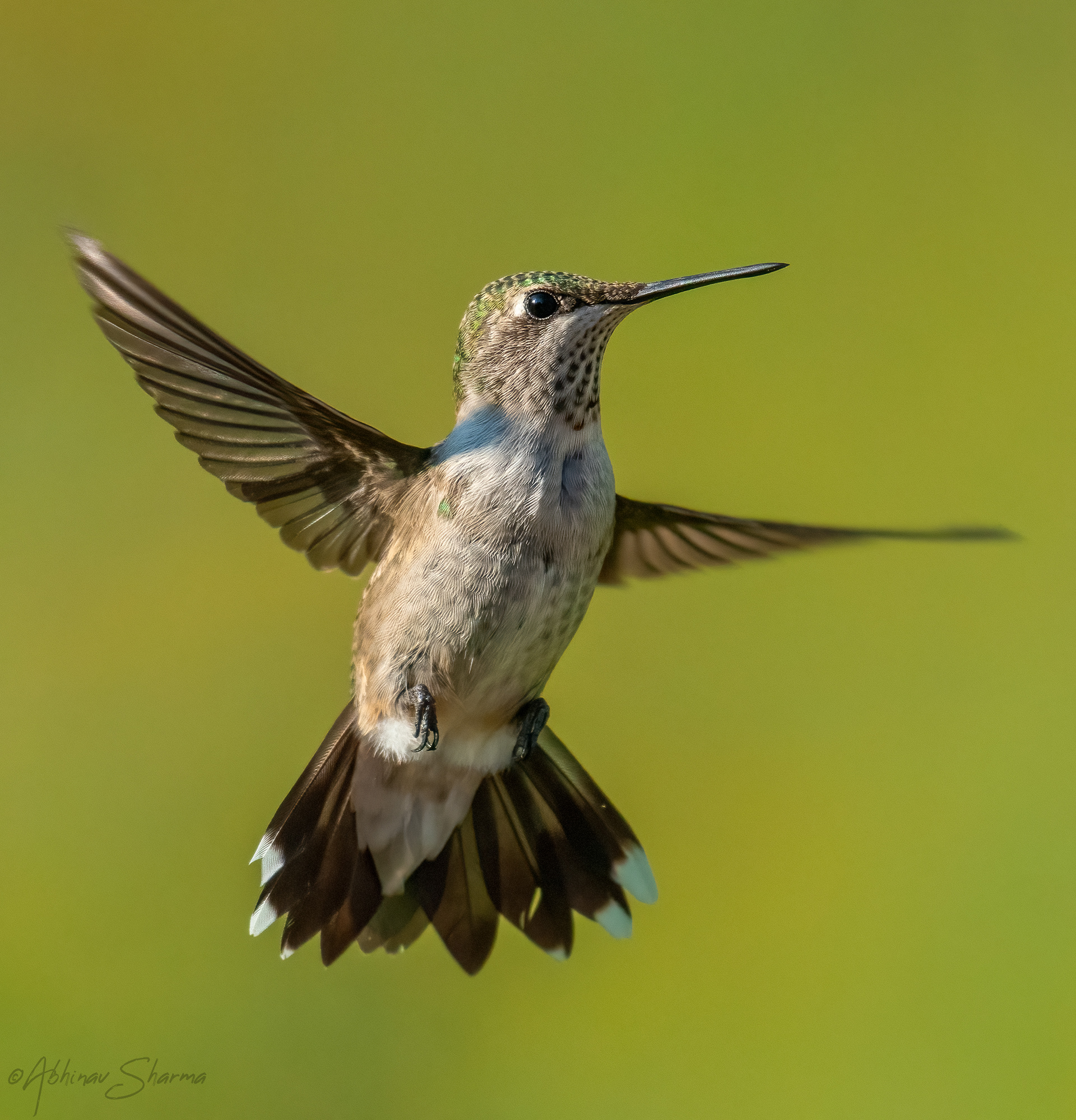 Ruby Throated Hummingbird in a Ballet pose, MN
