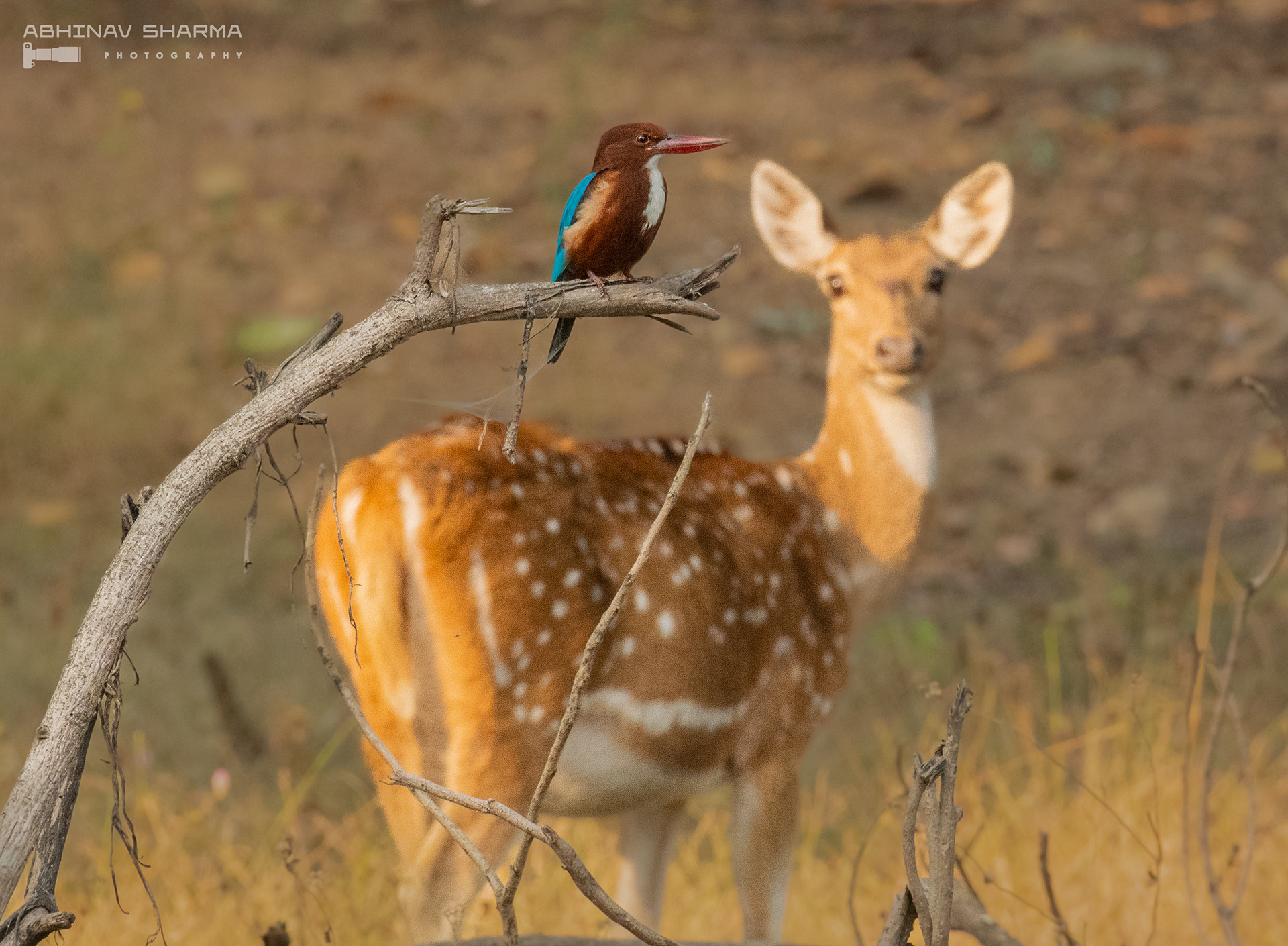 White Throated Kingfisher with an admirer, Bandhavgarh