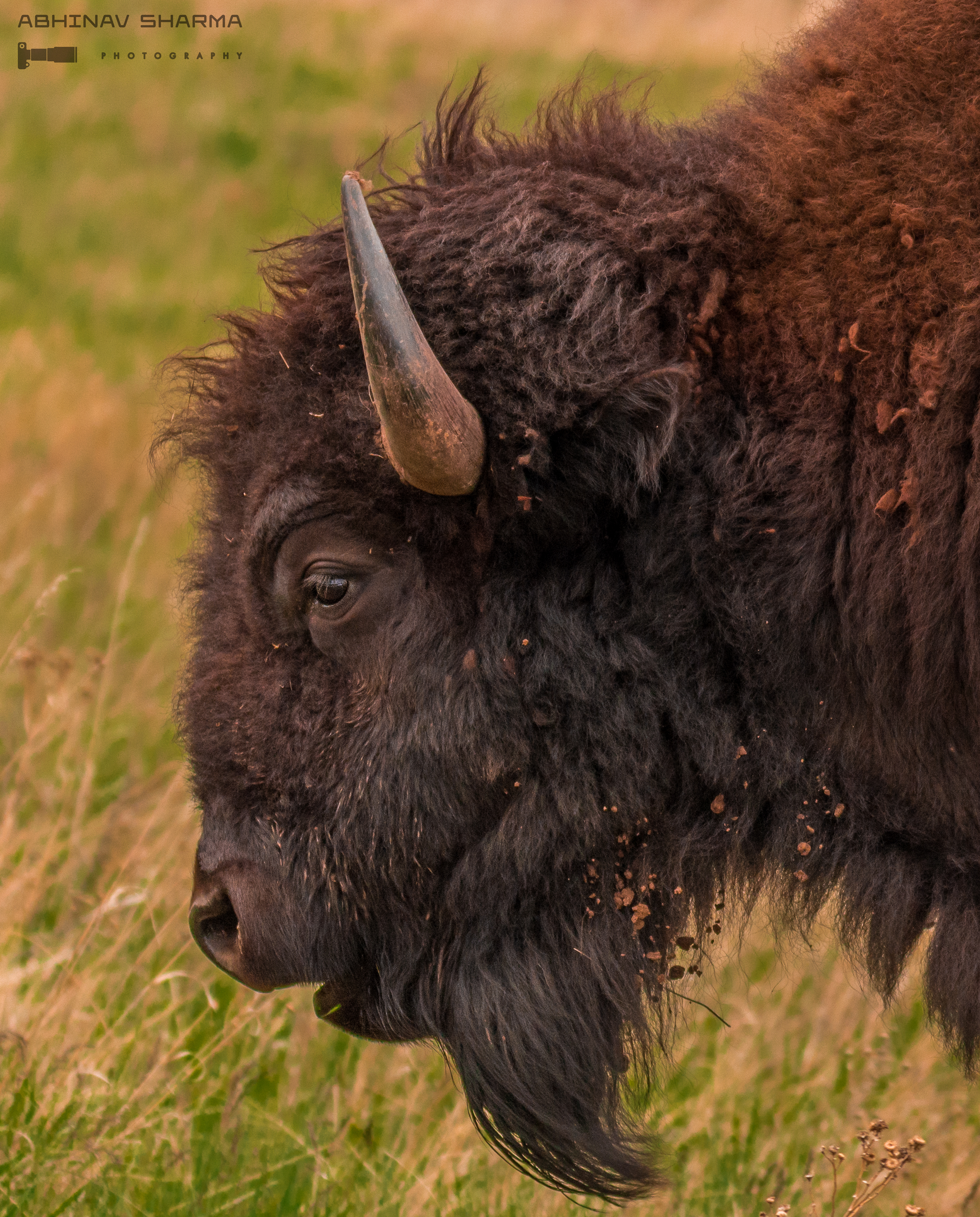 Profile shot of the American Bison, Custer, SD (USA)