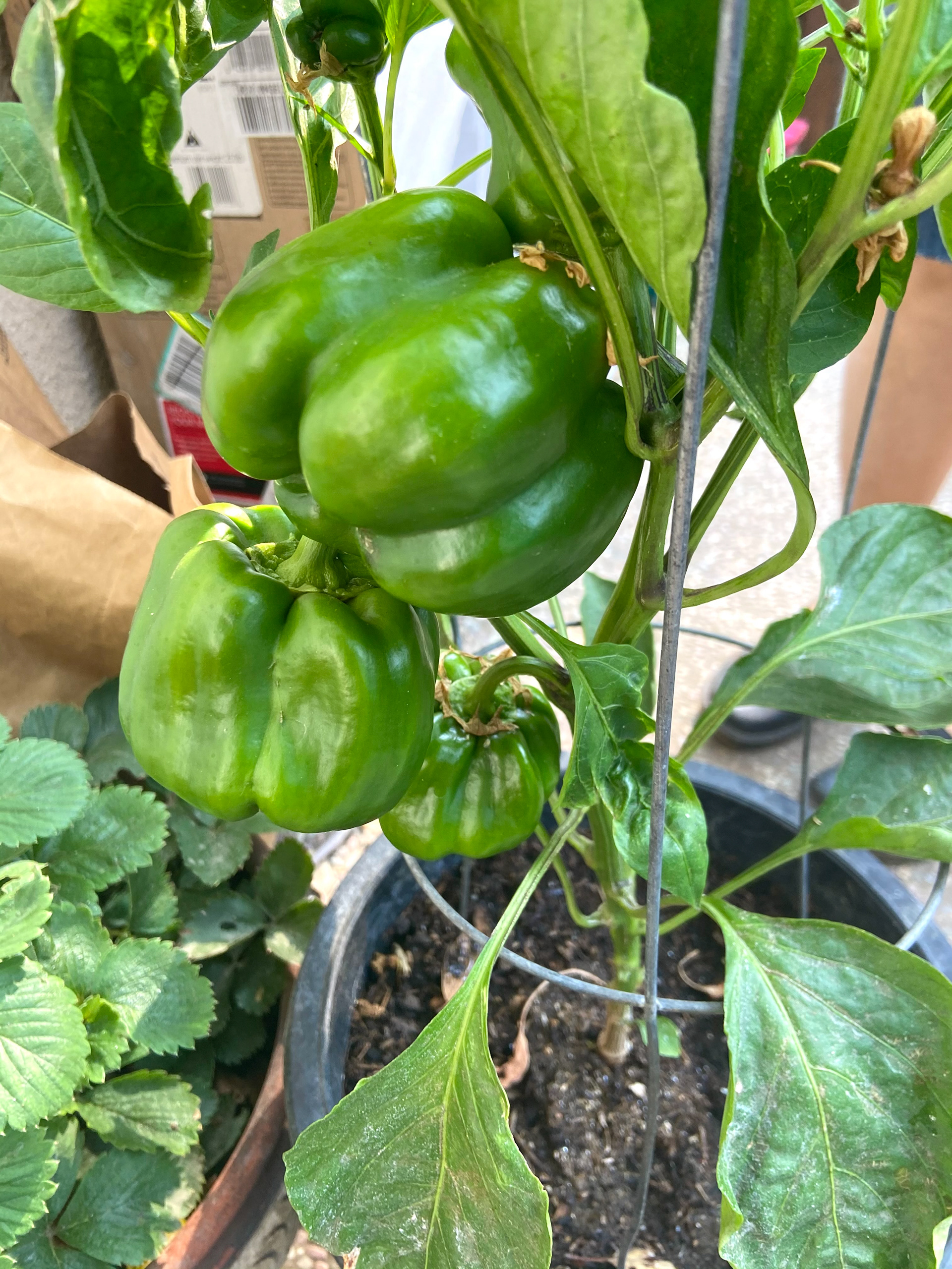 ...garden sometimes!