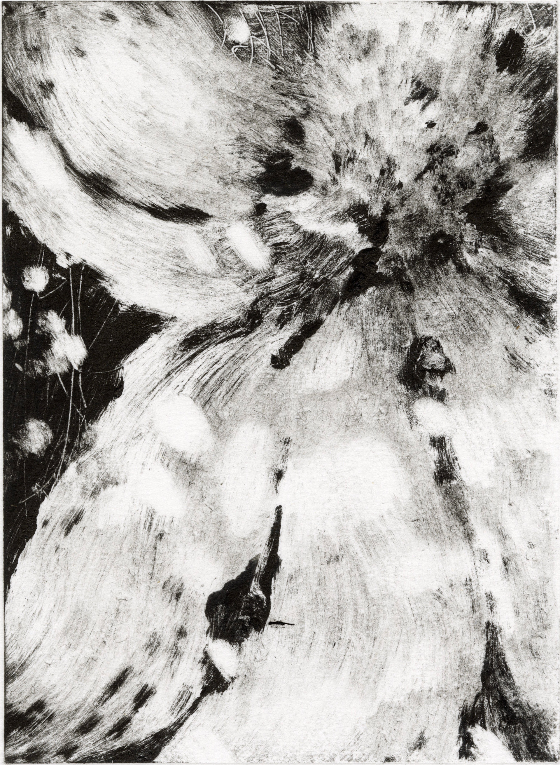 Chamomile II, 2024. Monotype print on paper. 20 x 30 cm.