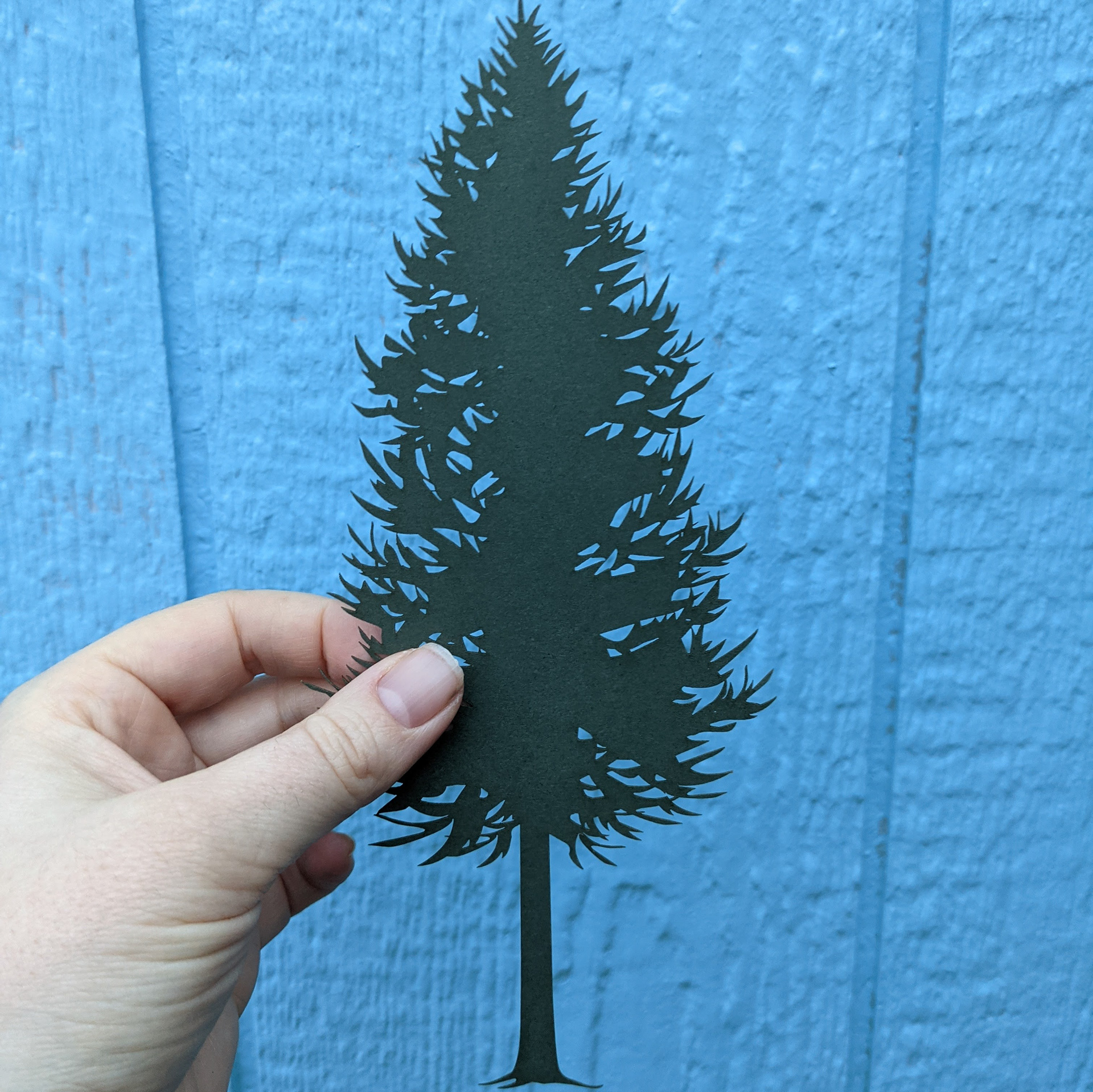 Fir by Elizabeth Goss