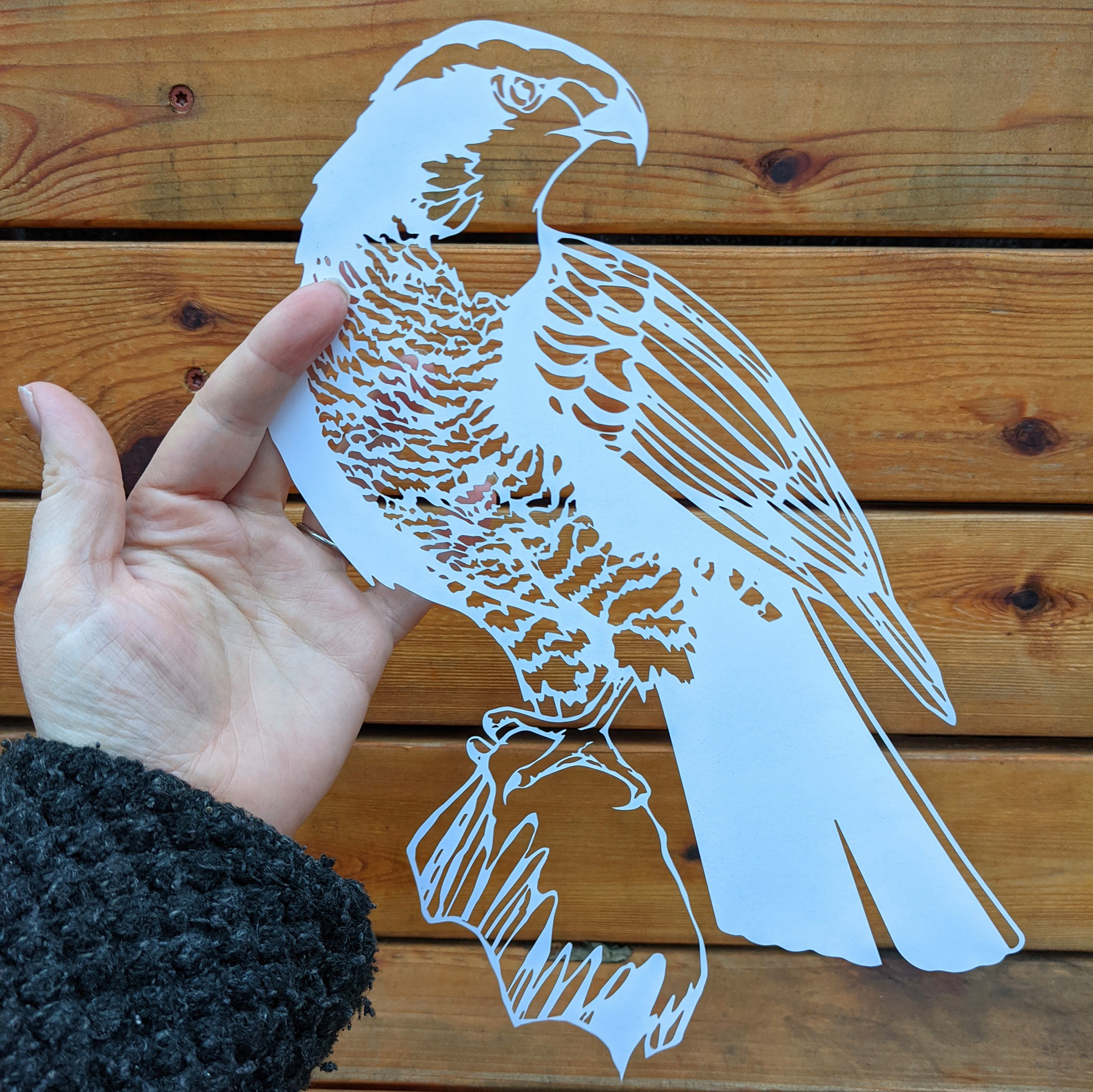 Goshawk by Elizabeth Goss