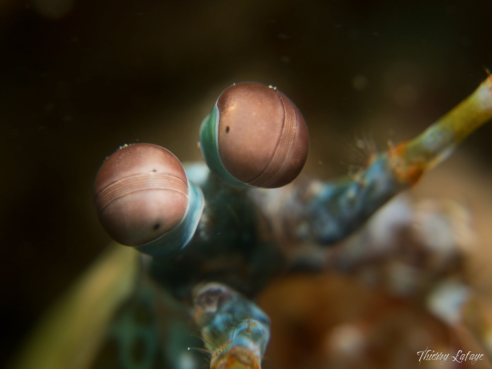 Les yeux de la squille