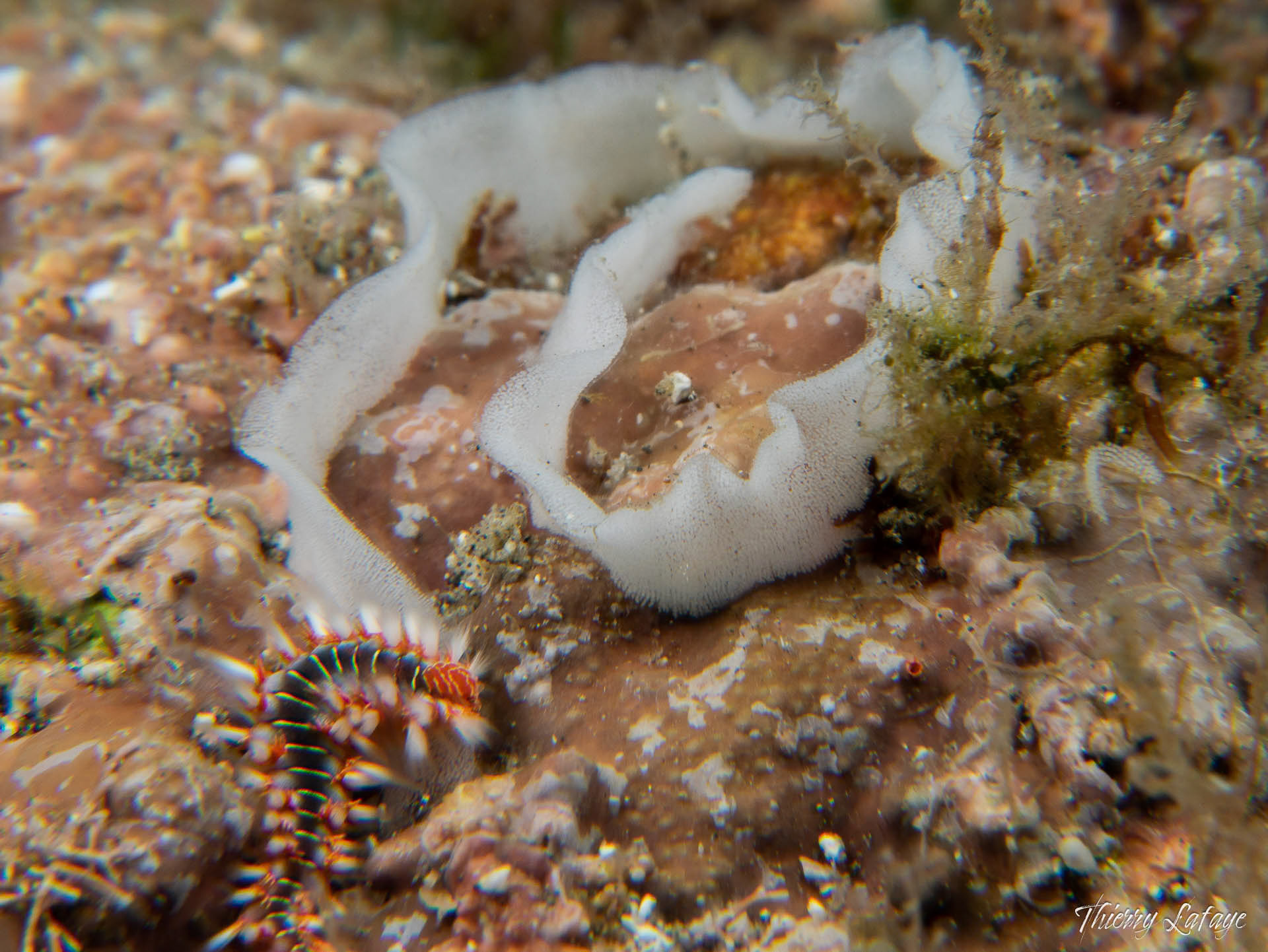 Un ver de feu et des oeufs de nudibranches : hasard ou prédation ?