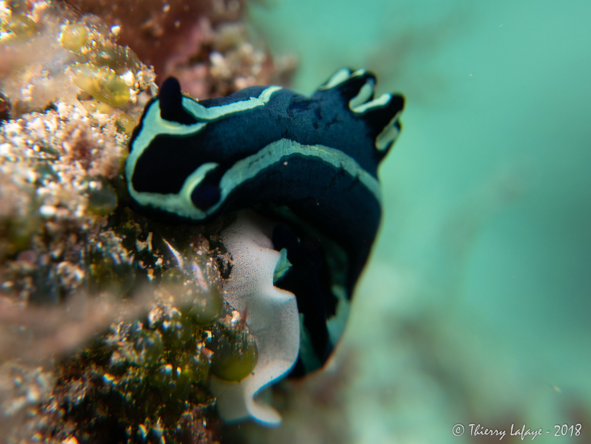 Ne serait-il pas en train de pondre ses oeufs ?