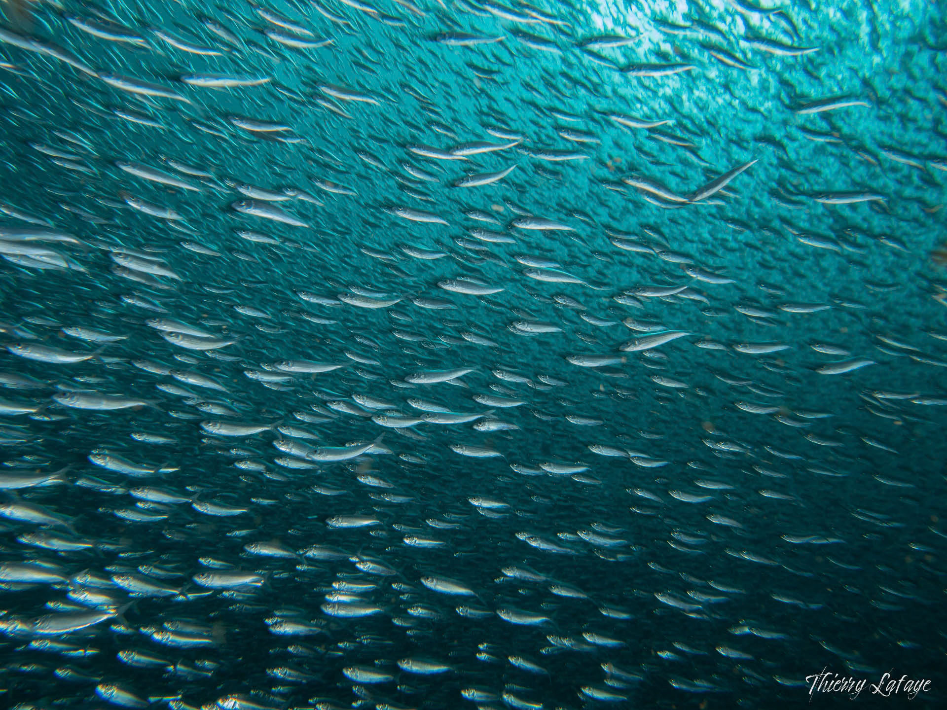 Banc de sardines dans une faille à Sao Tomé