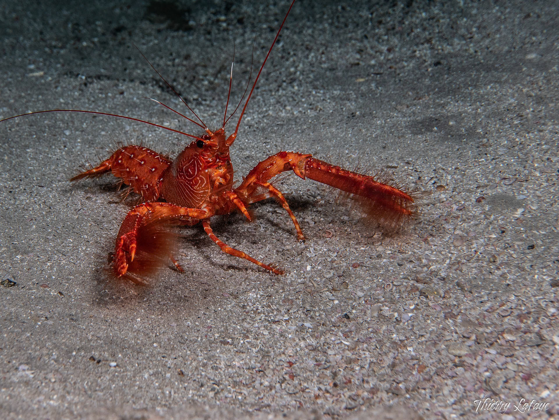 Homard des Antilles dans une grotte au Cap-Vert
