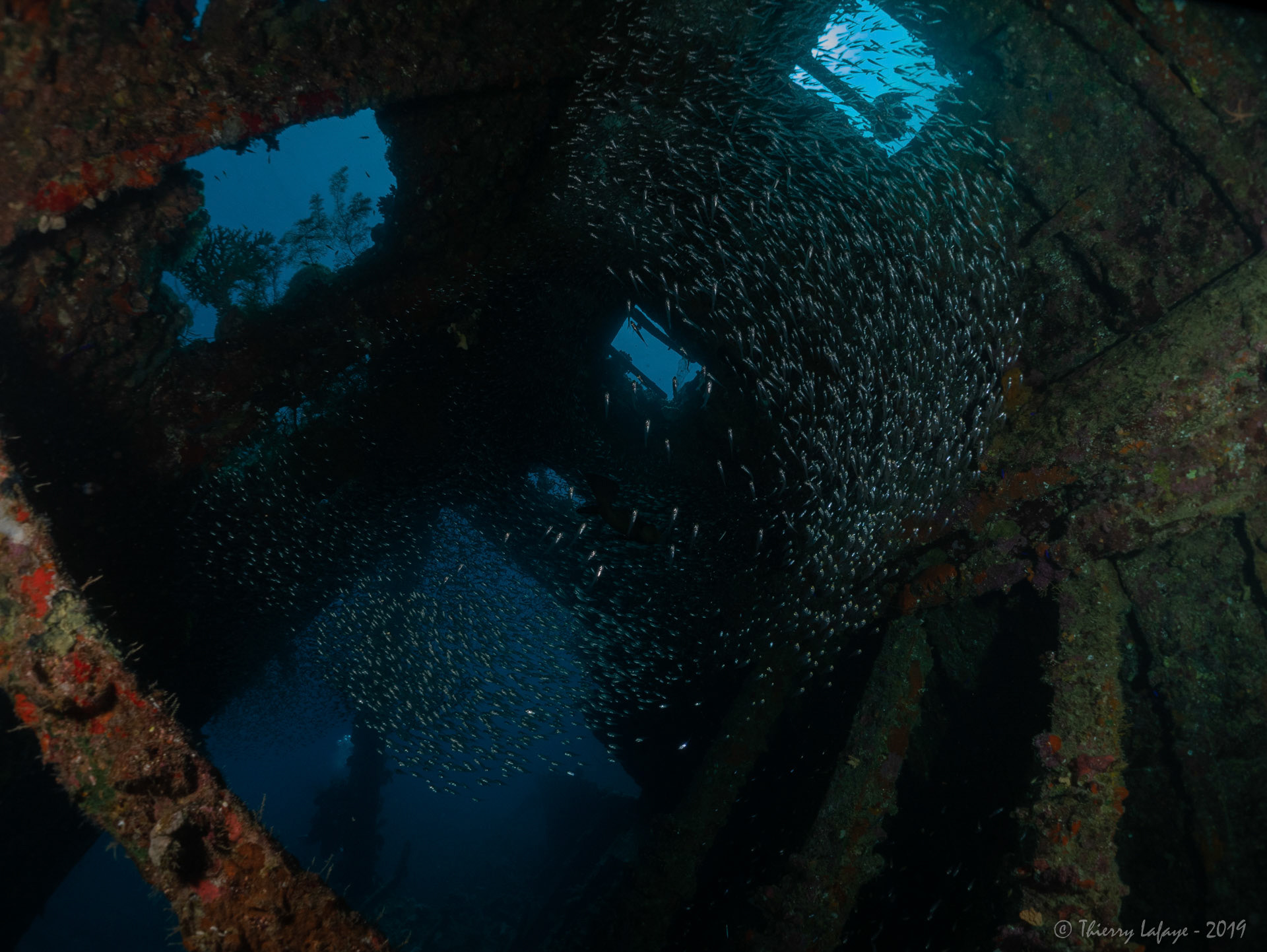 Des bancs de poissons-hachettes nains nous accueillent  dès l’entrée
