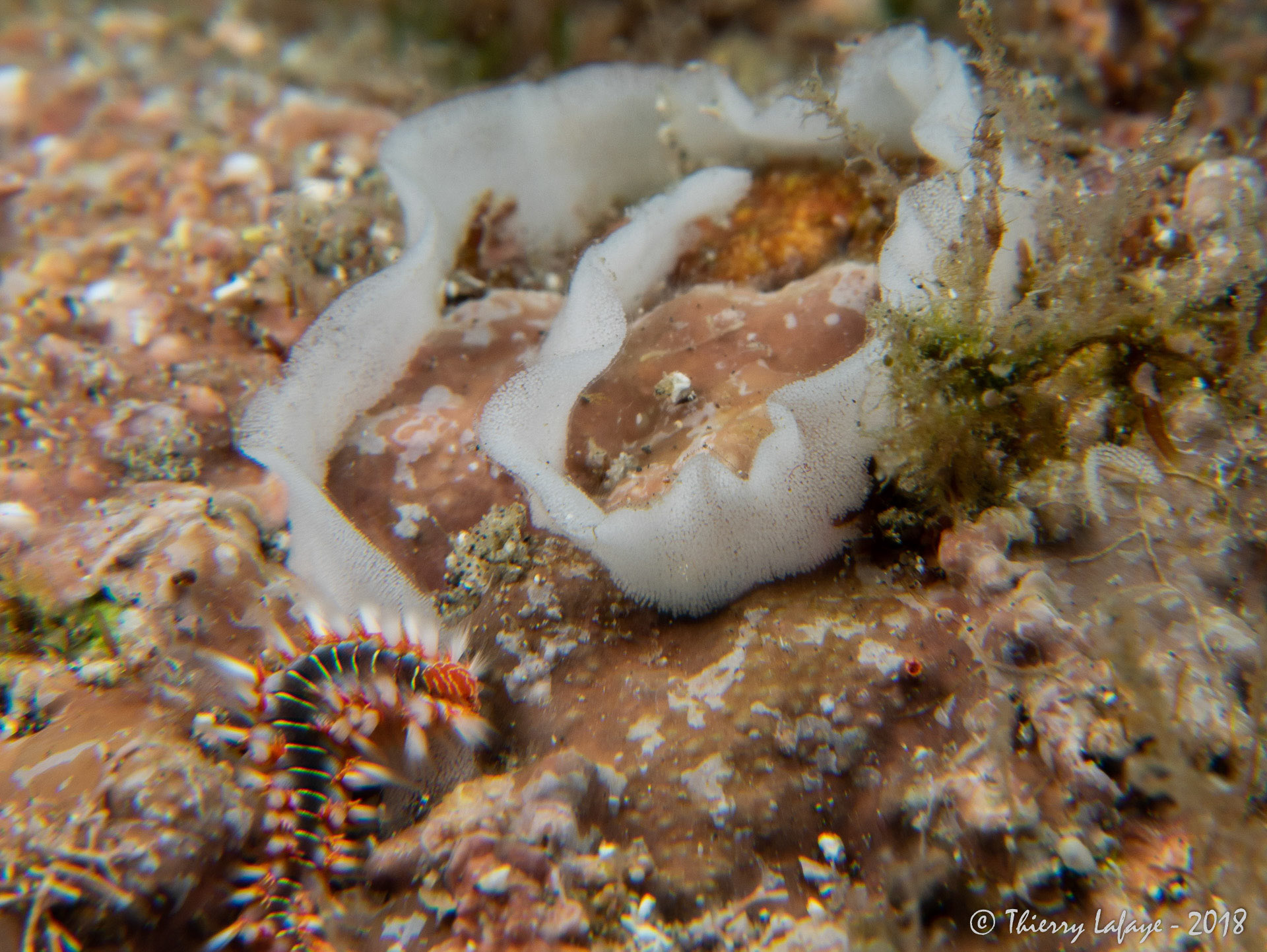 Un ver de feu et des oeufs de nudibranches : hasard ou prédation ?