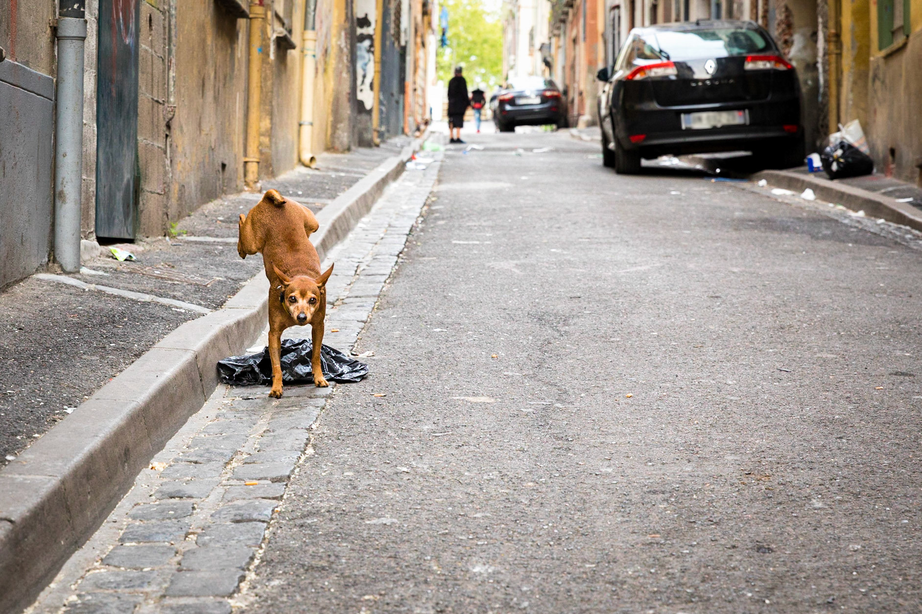 Dancing dog - Quartier gitan Perpignan