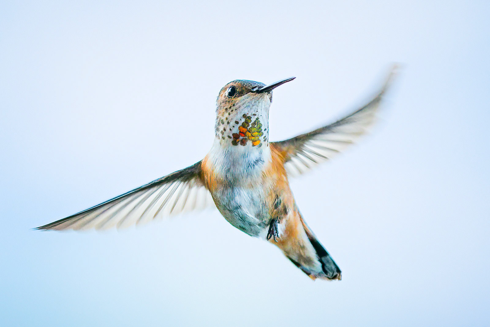 Dancing Hummingbird