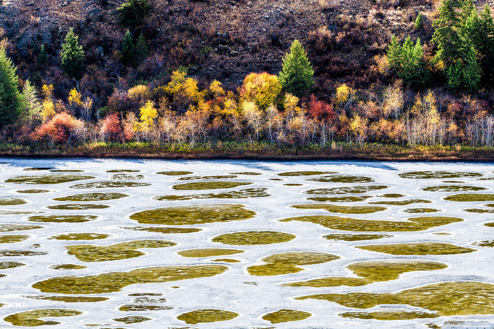 Spotted Lake Autumn