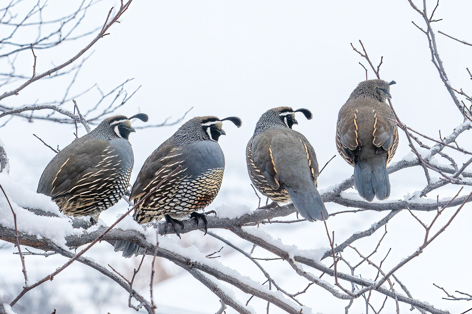 Four Quail