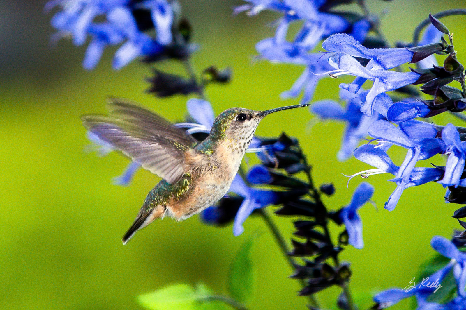 Rufous Hummingbird Blue Salvia 1