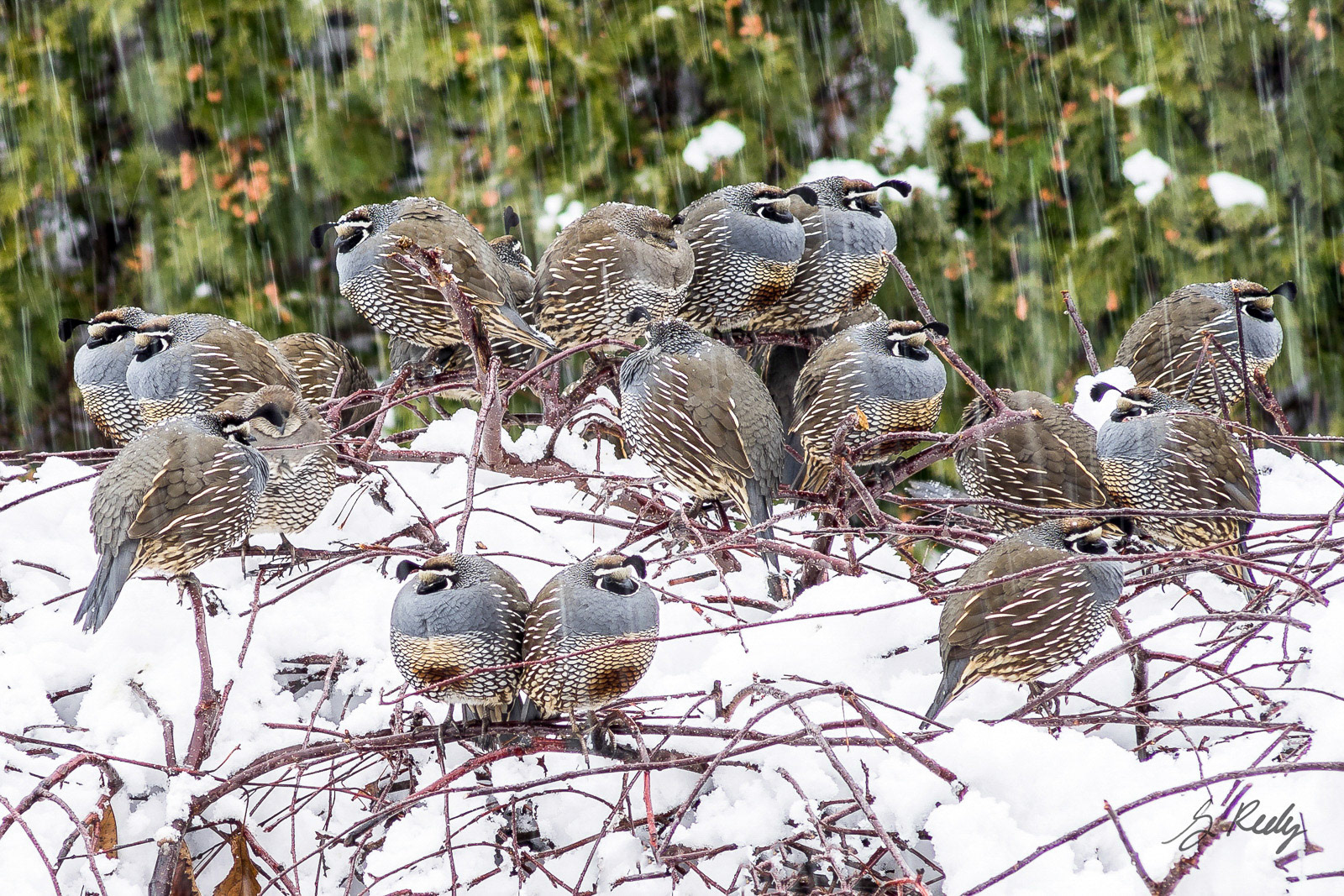 Winter Quail