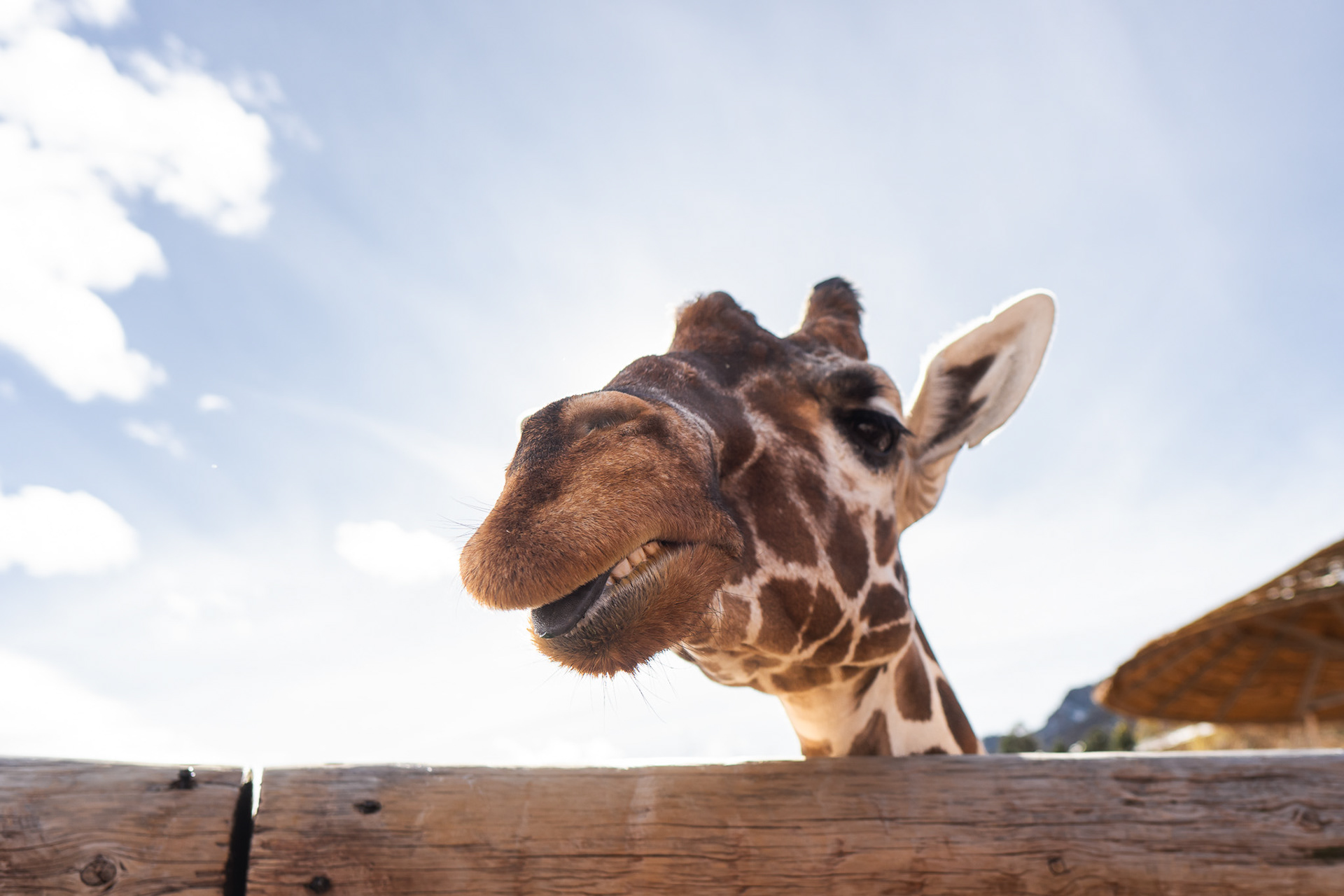 The look of a hungry giraffe