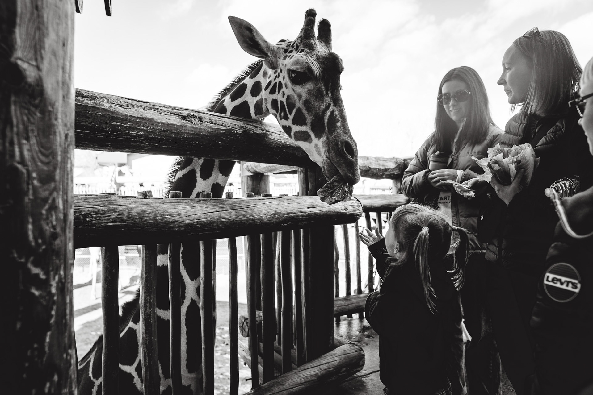 First time feeding giraffes