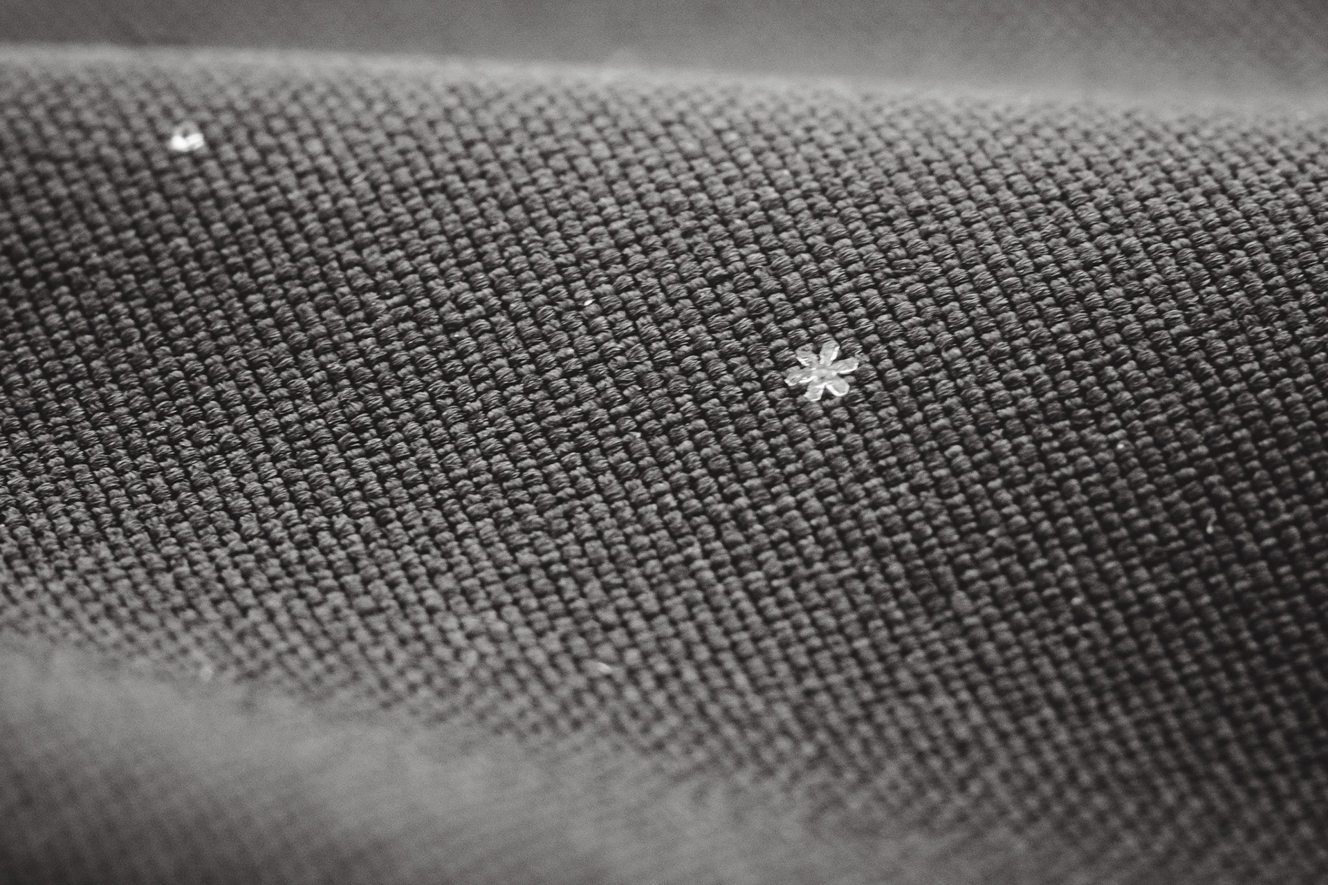One that landed on my jacket