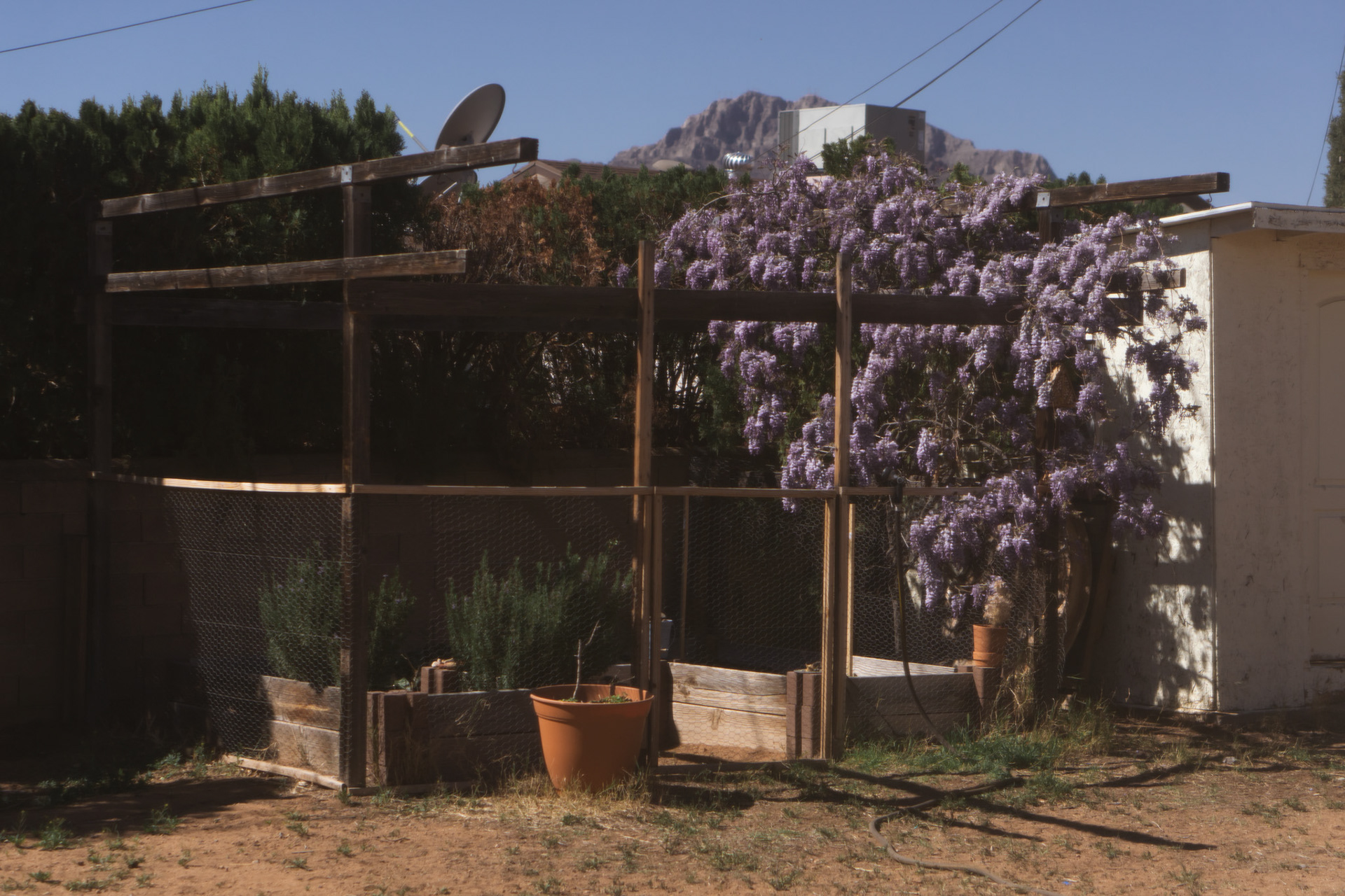 Wisteria on my garden. This old wisteria plant we got to inherit when we moved into our house back in 2016