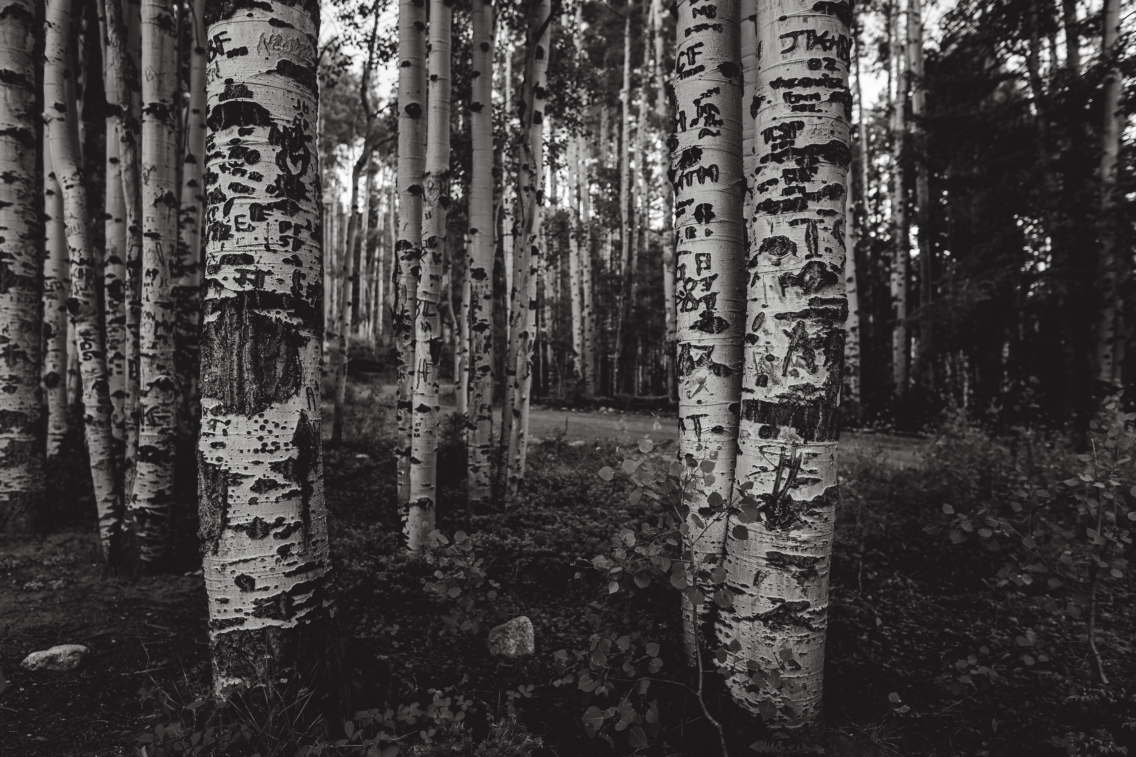 Aspen trees are my favorite