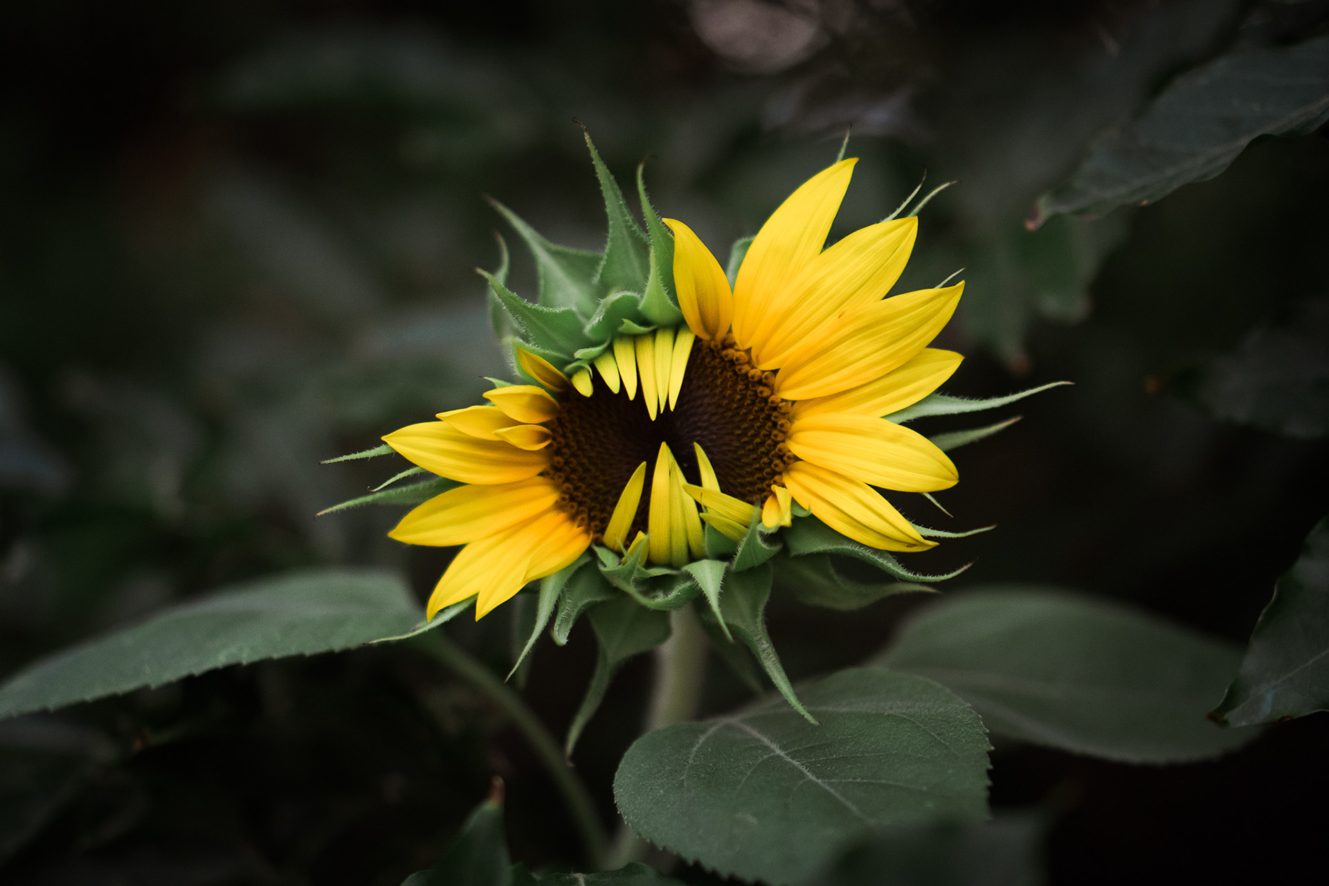 Flower or monster?
