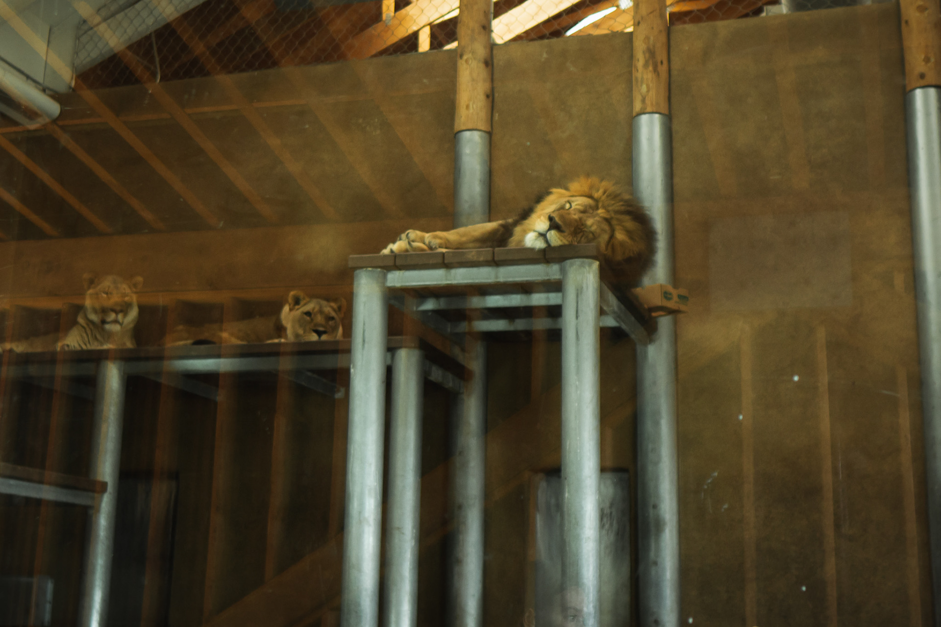 Sleepy lions