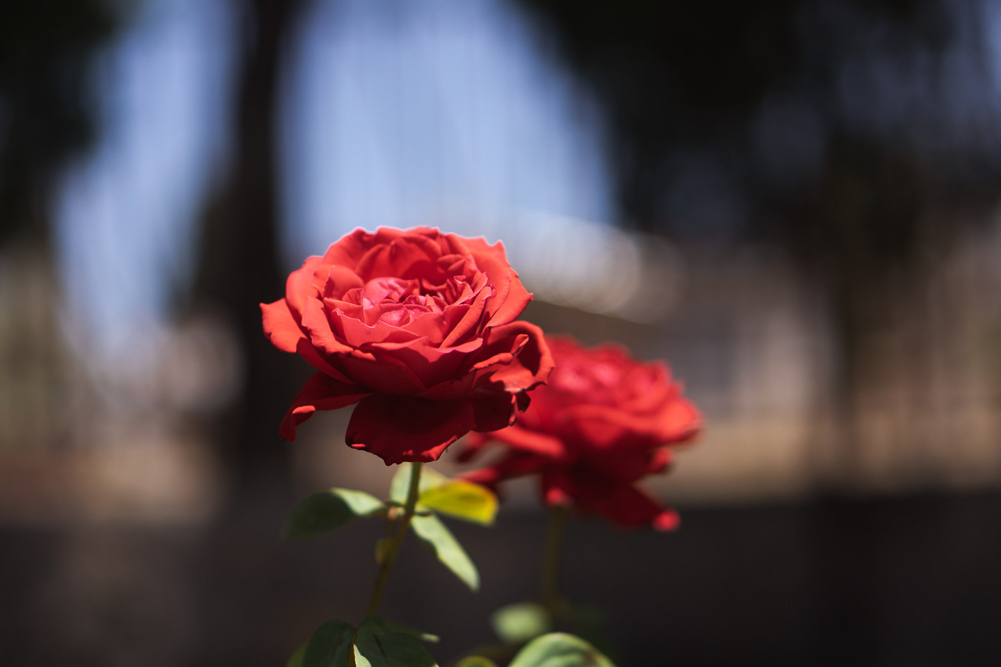 The Rose Garden, we visit every Mother's Day