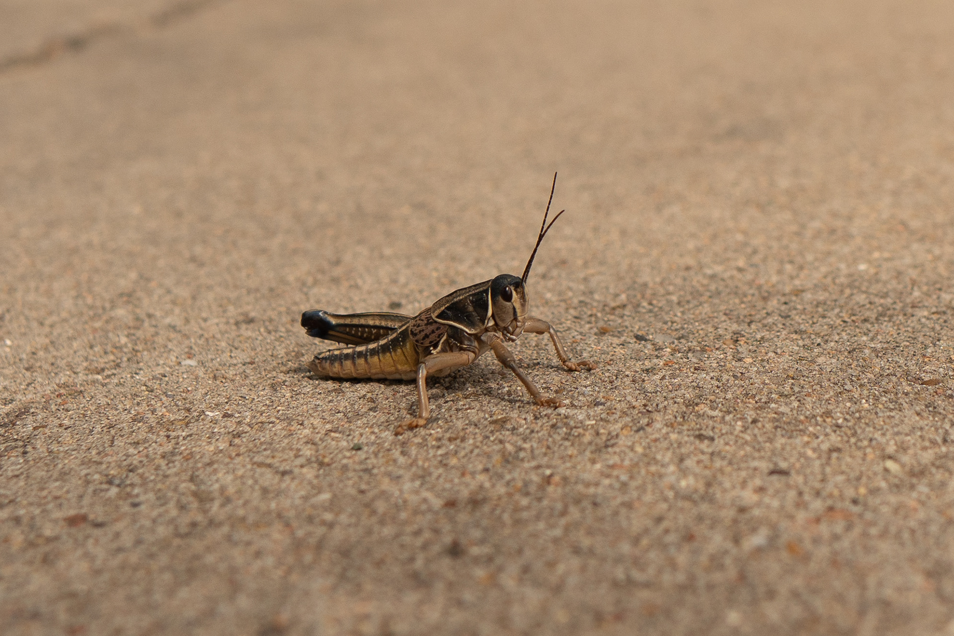Hello creepy cricket