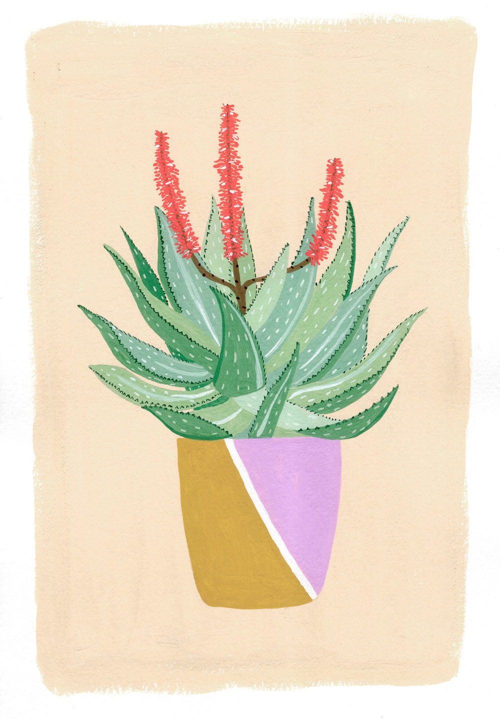 Aloe