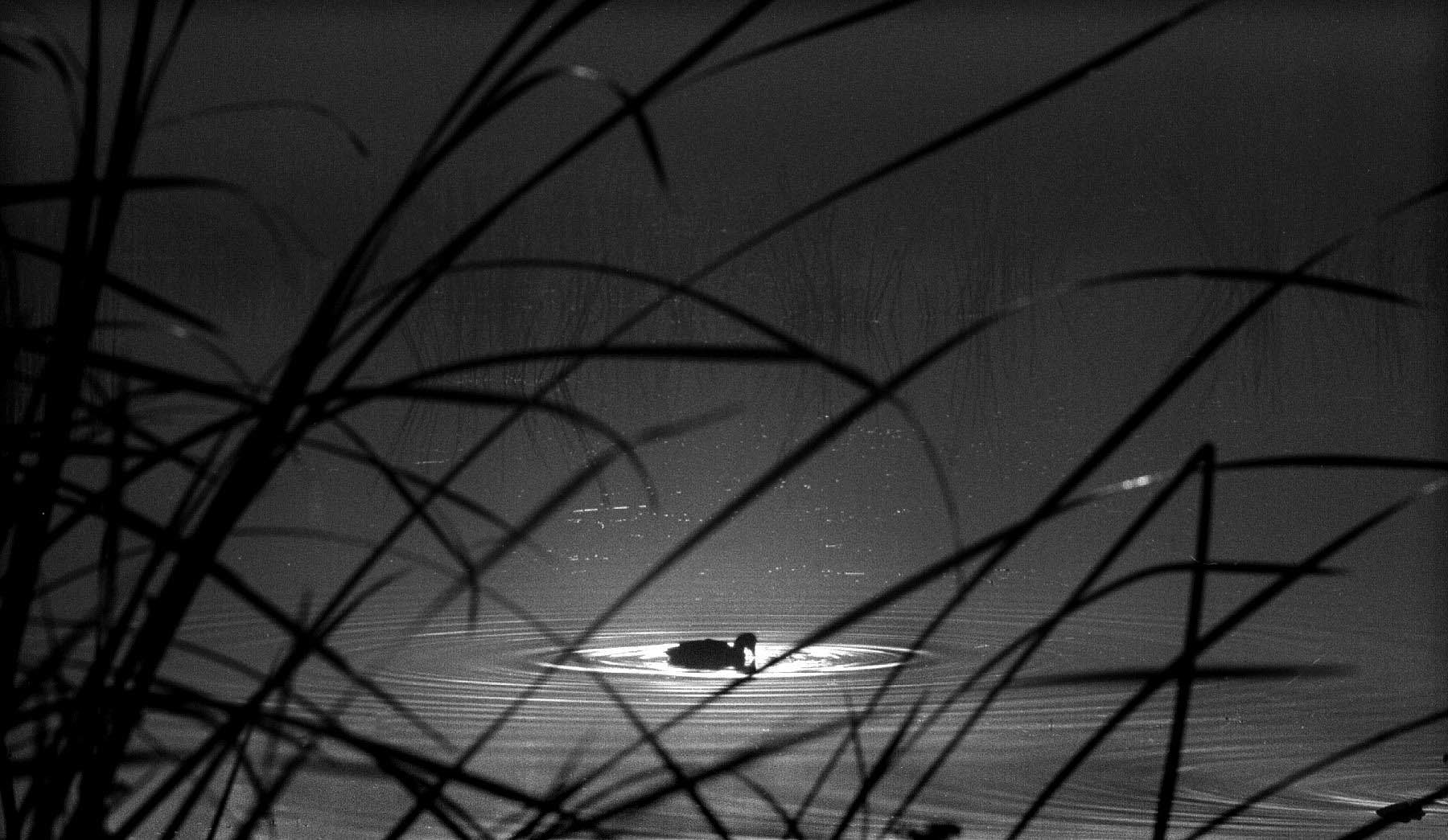 "Duck in Lake"
