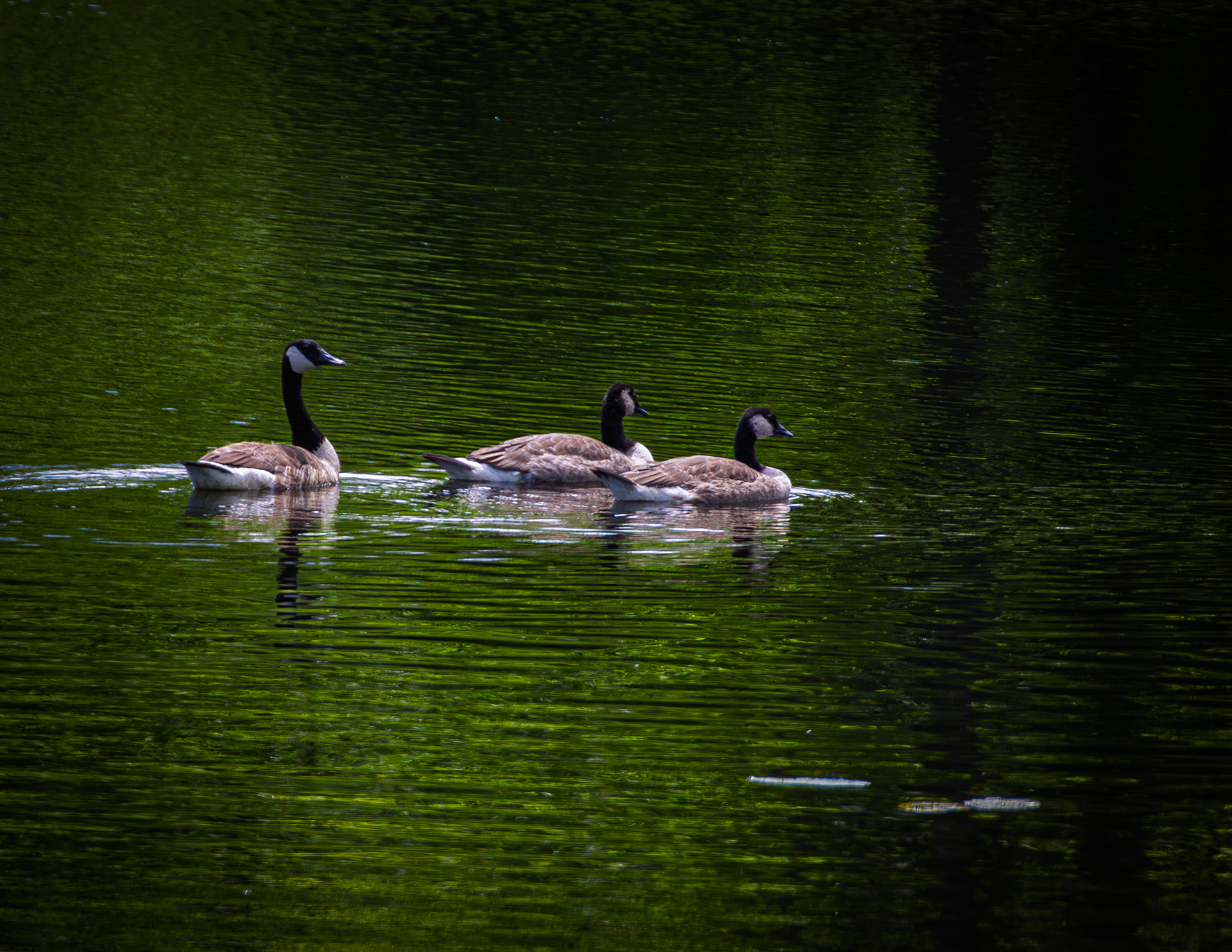 Canada Geese at CSV No2
