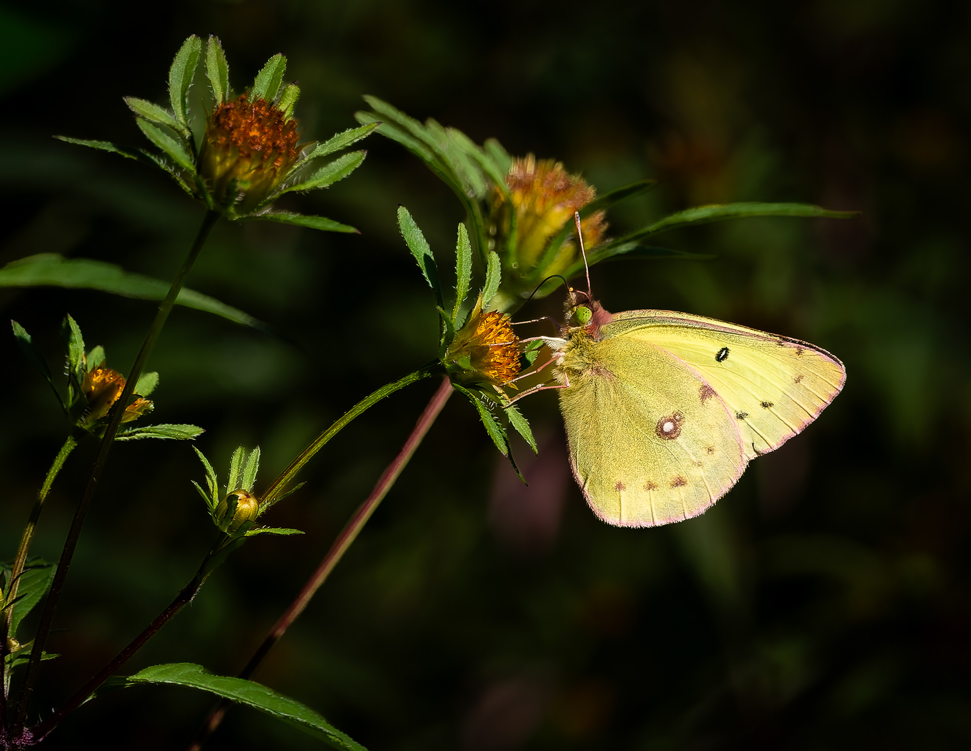 Clouded Sulphur Butterfly No4
