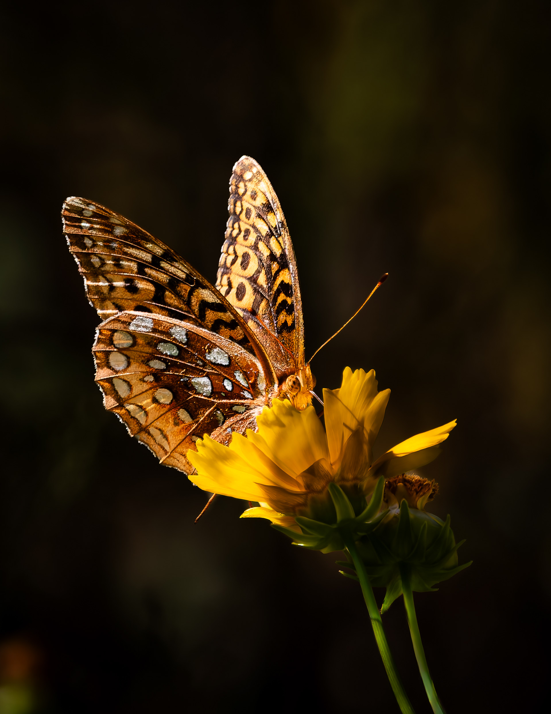 Great Spangled Fritillary No5