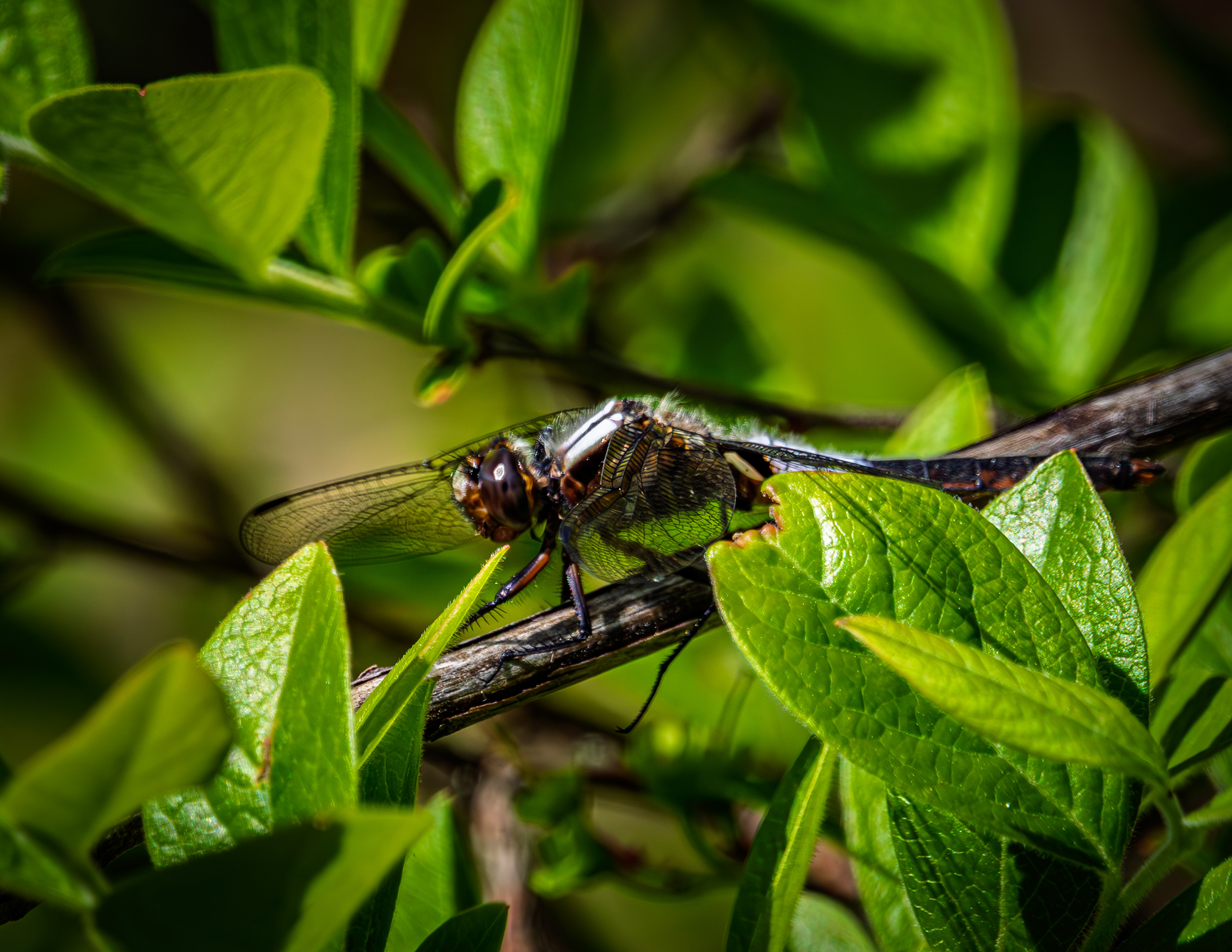Dragonfly No3